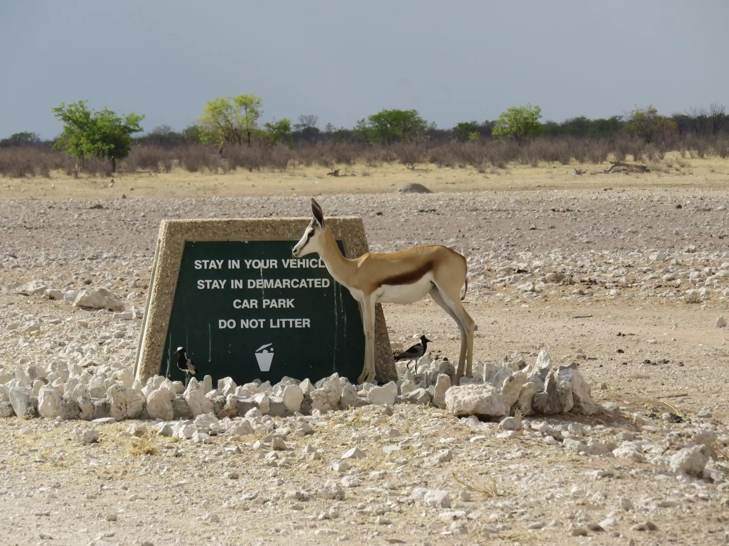 Activities in Etosha Safari Campsite Activities in Etosha Safari Campsite
