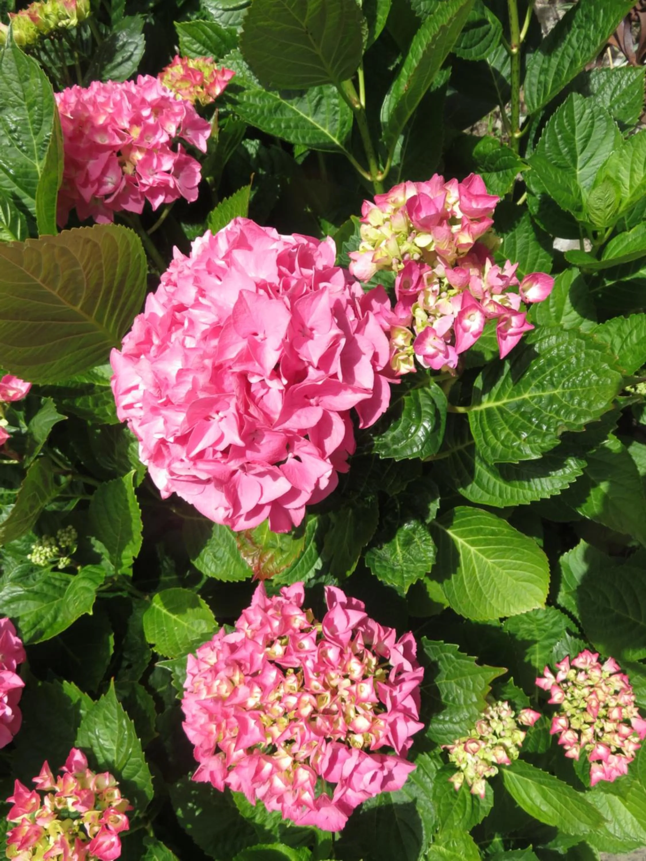 Le Jardin à Mordreuc