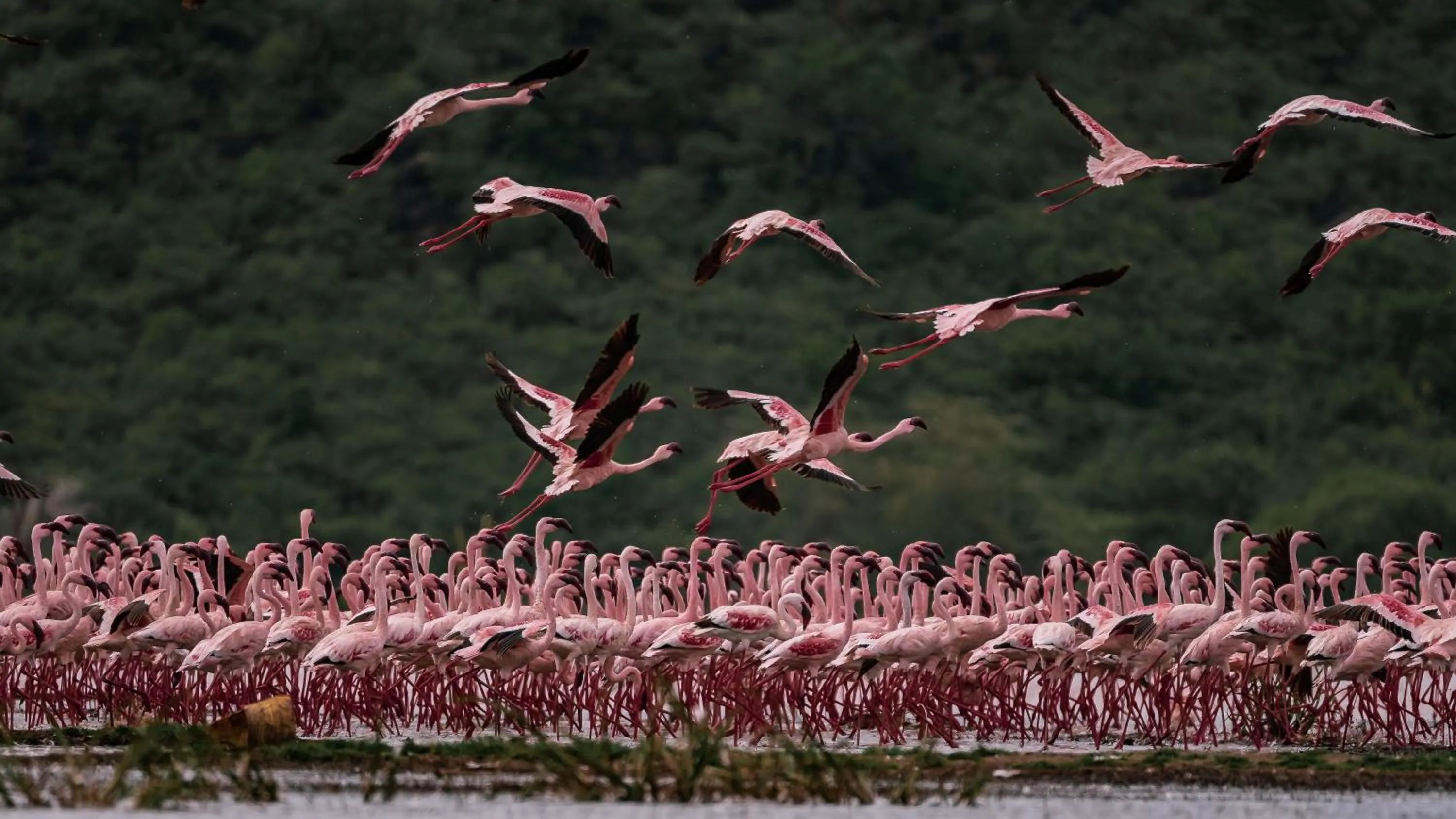 Animals in Lake Elementaita Mountain Lodge