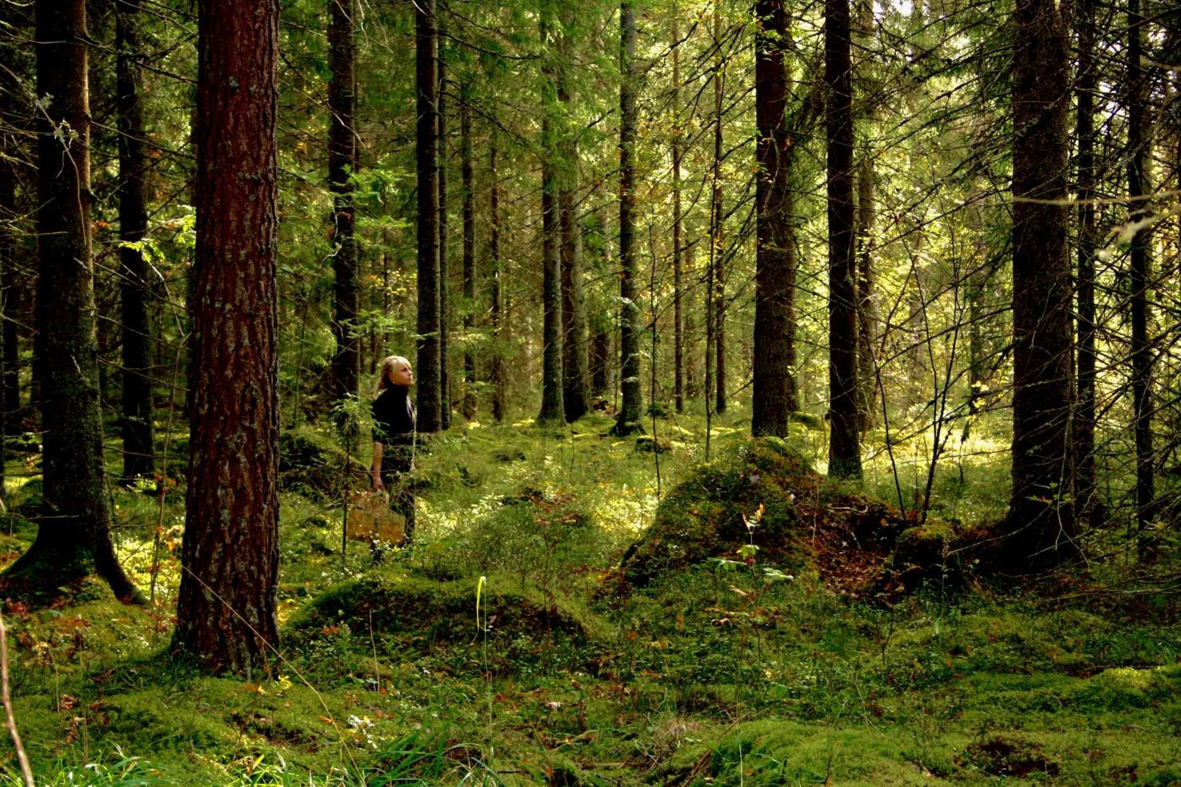Natural landscape in Sundets Gård - Bed & Breakfast