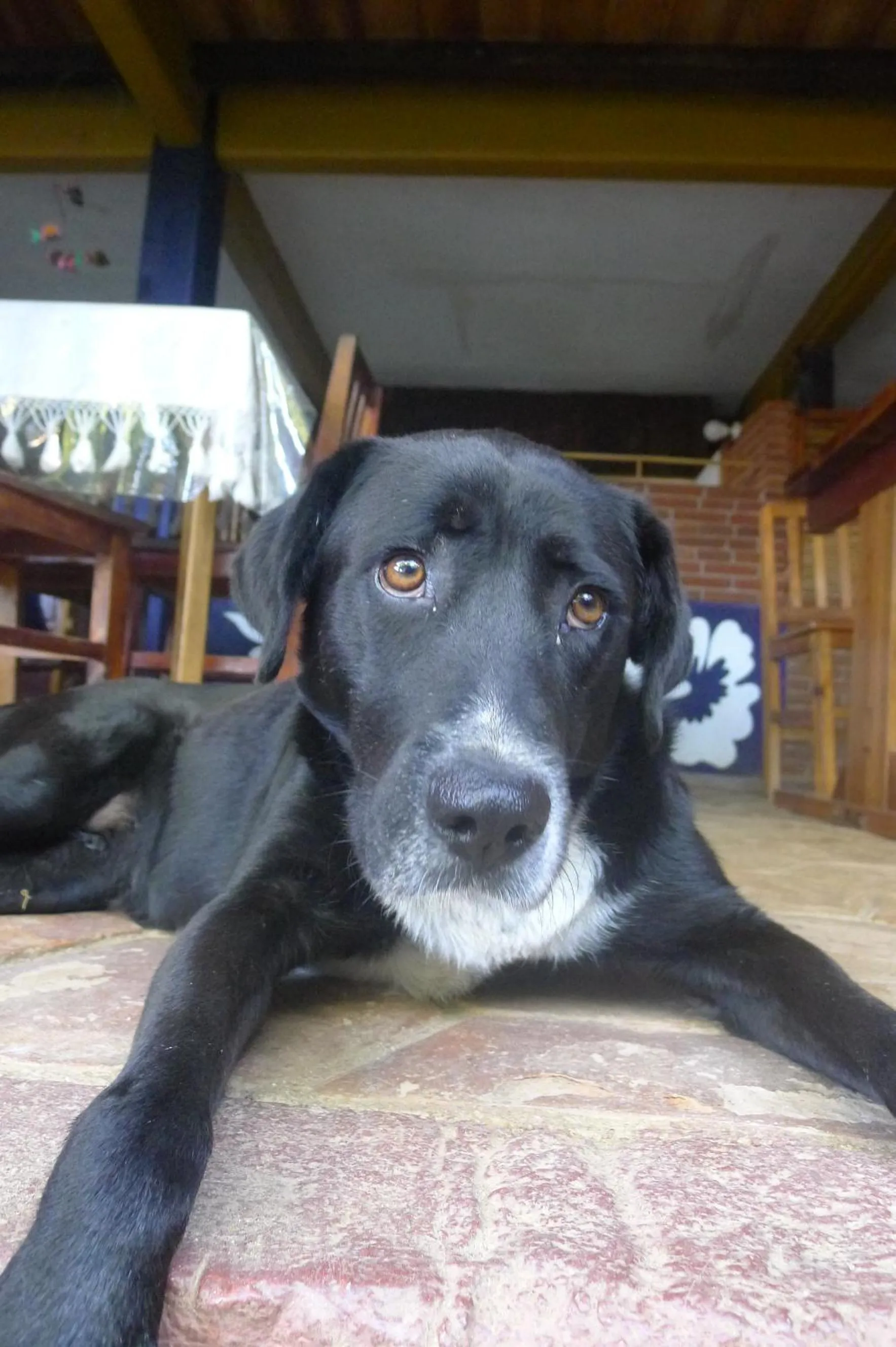 Pets in Villa Escondida