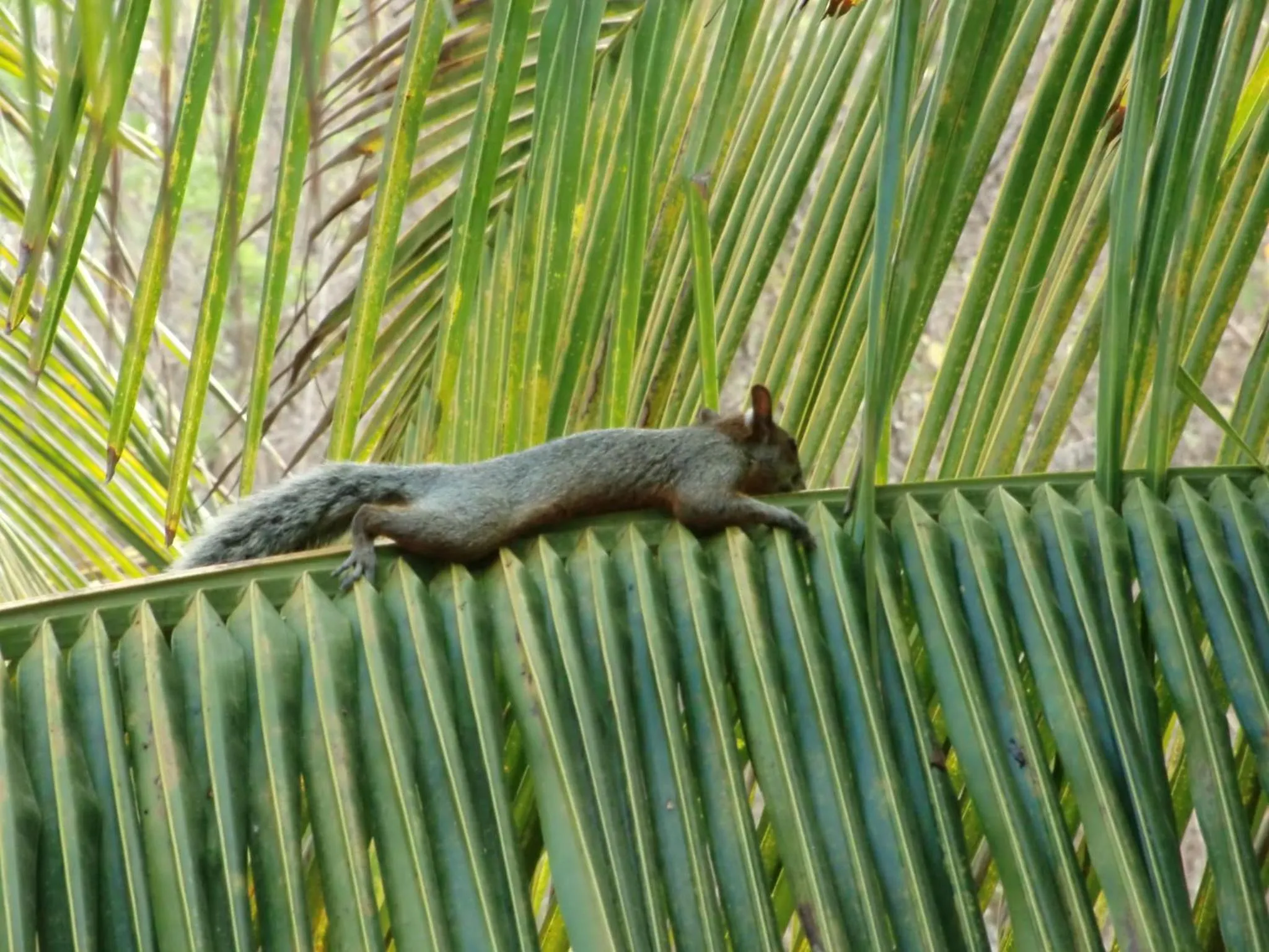 Animals in Villa Escondida