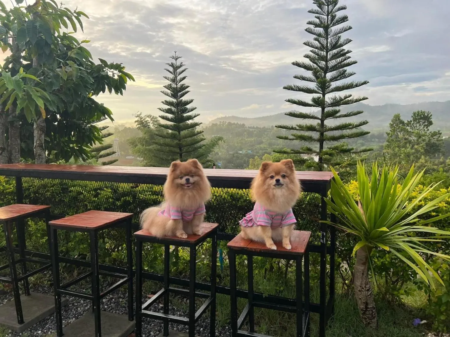 Garden in Phuyafahsai The Resort Khao Kho