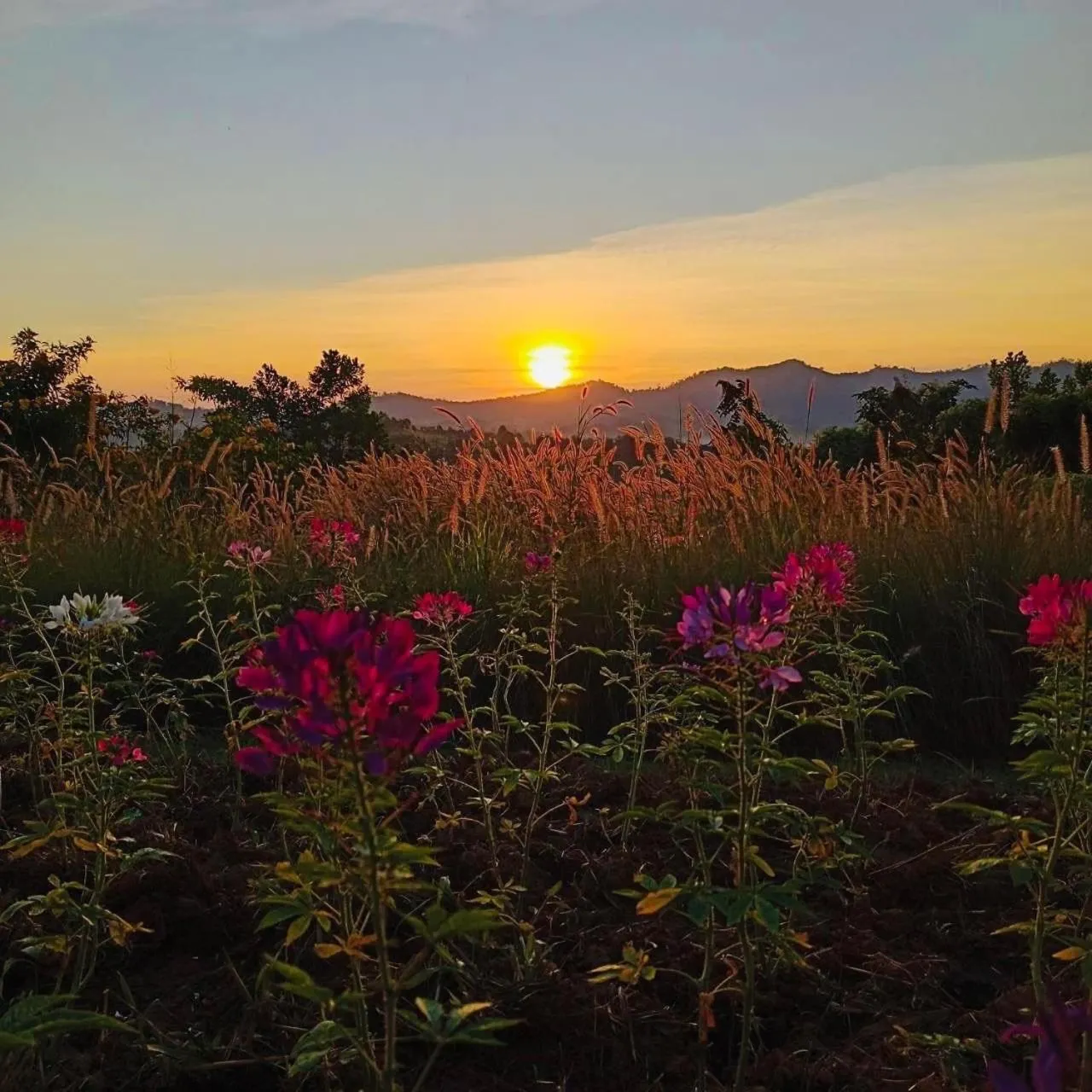 View (from property/room) in Phuyafahsai The Resort Khao Kho