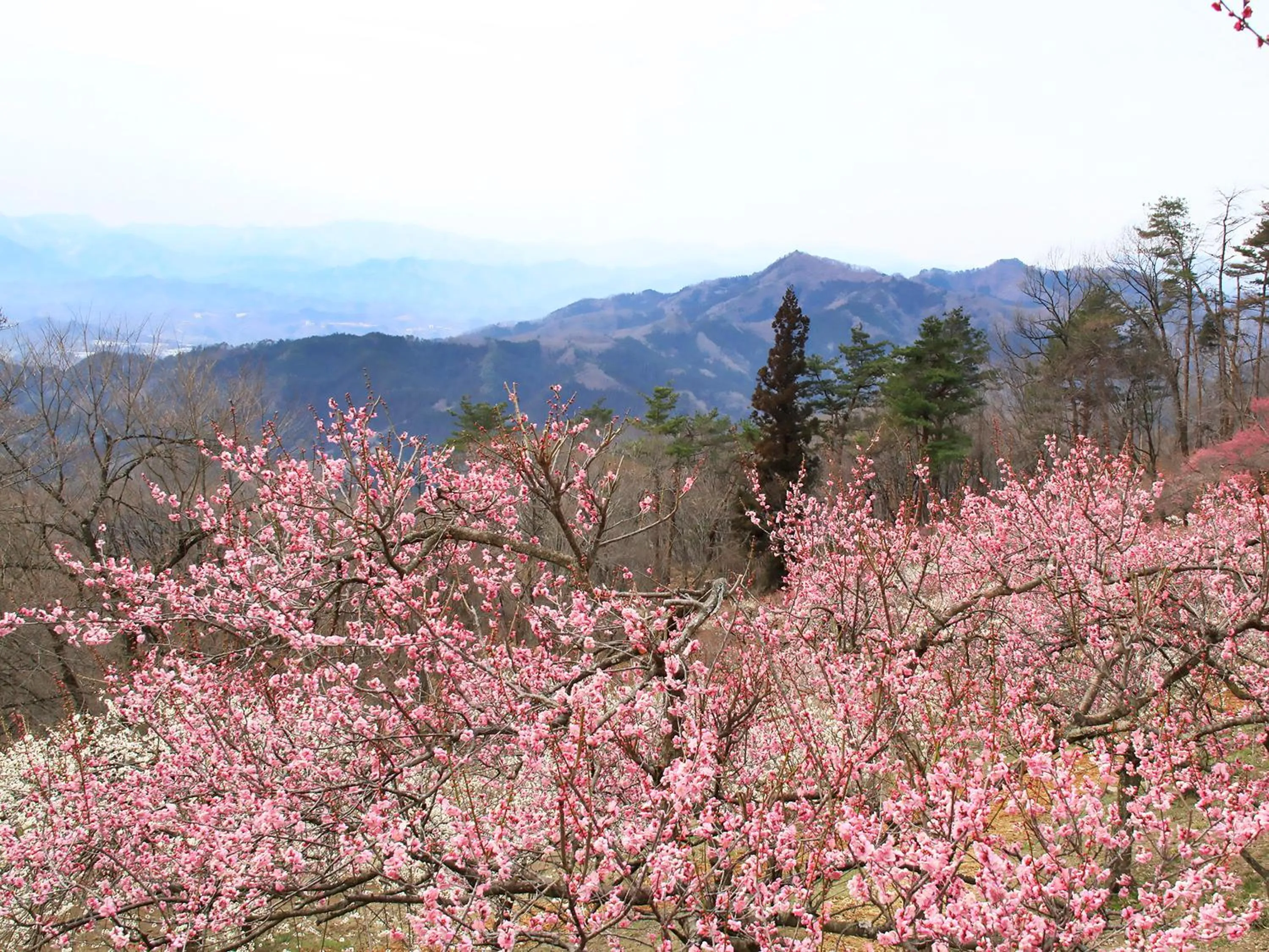Ikoi no Mura Heritage Minoyama