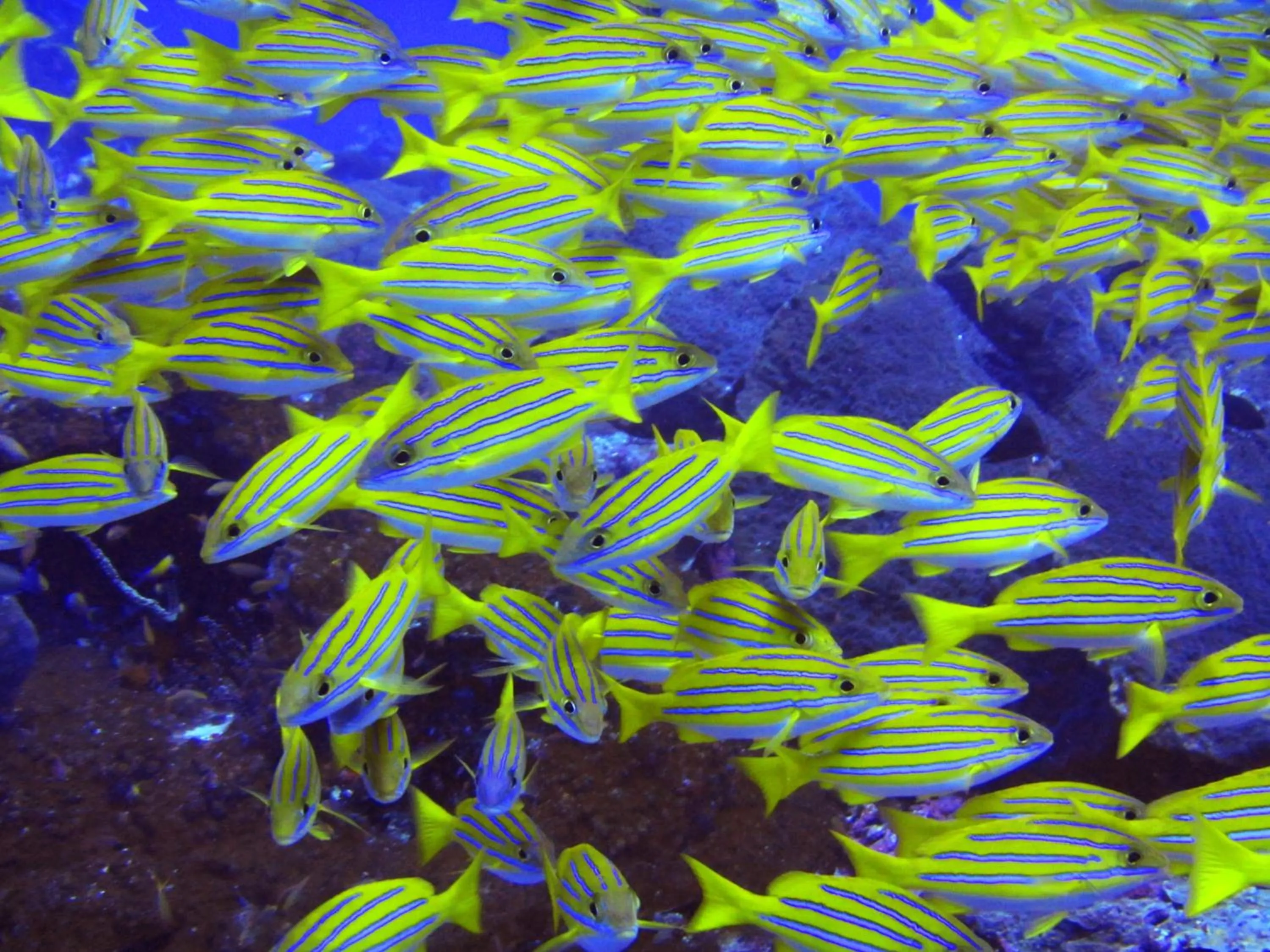 Diving in Rinjani Beach Eco Resort