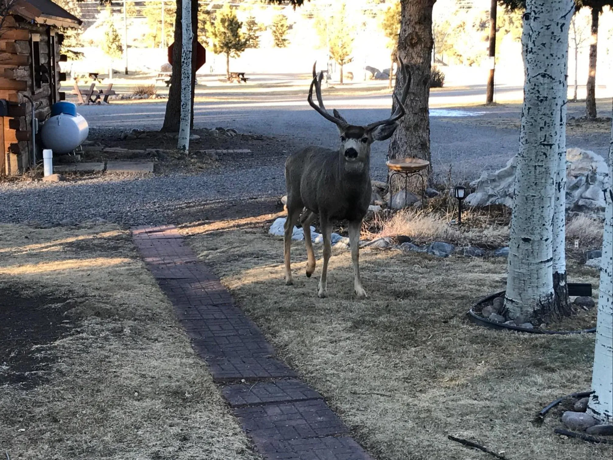 Grandview Cabins & RV Resort