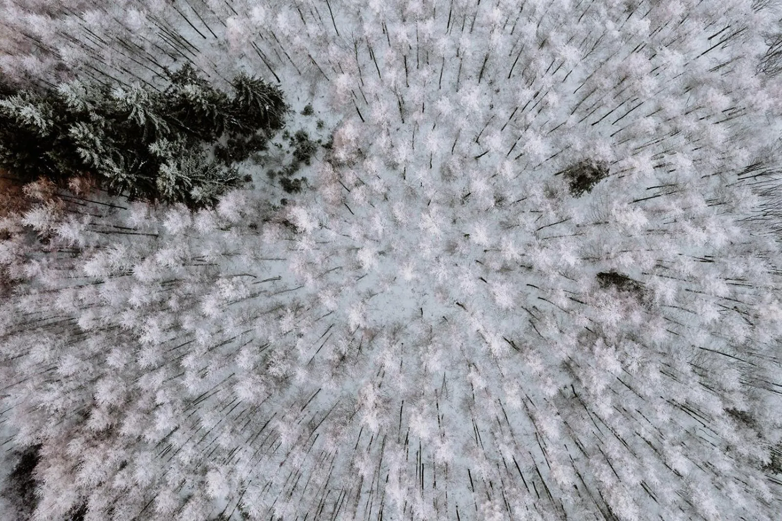 Winter in Waldhotel Kreuztanne