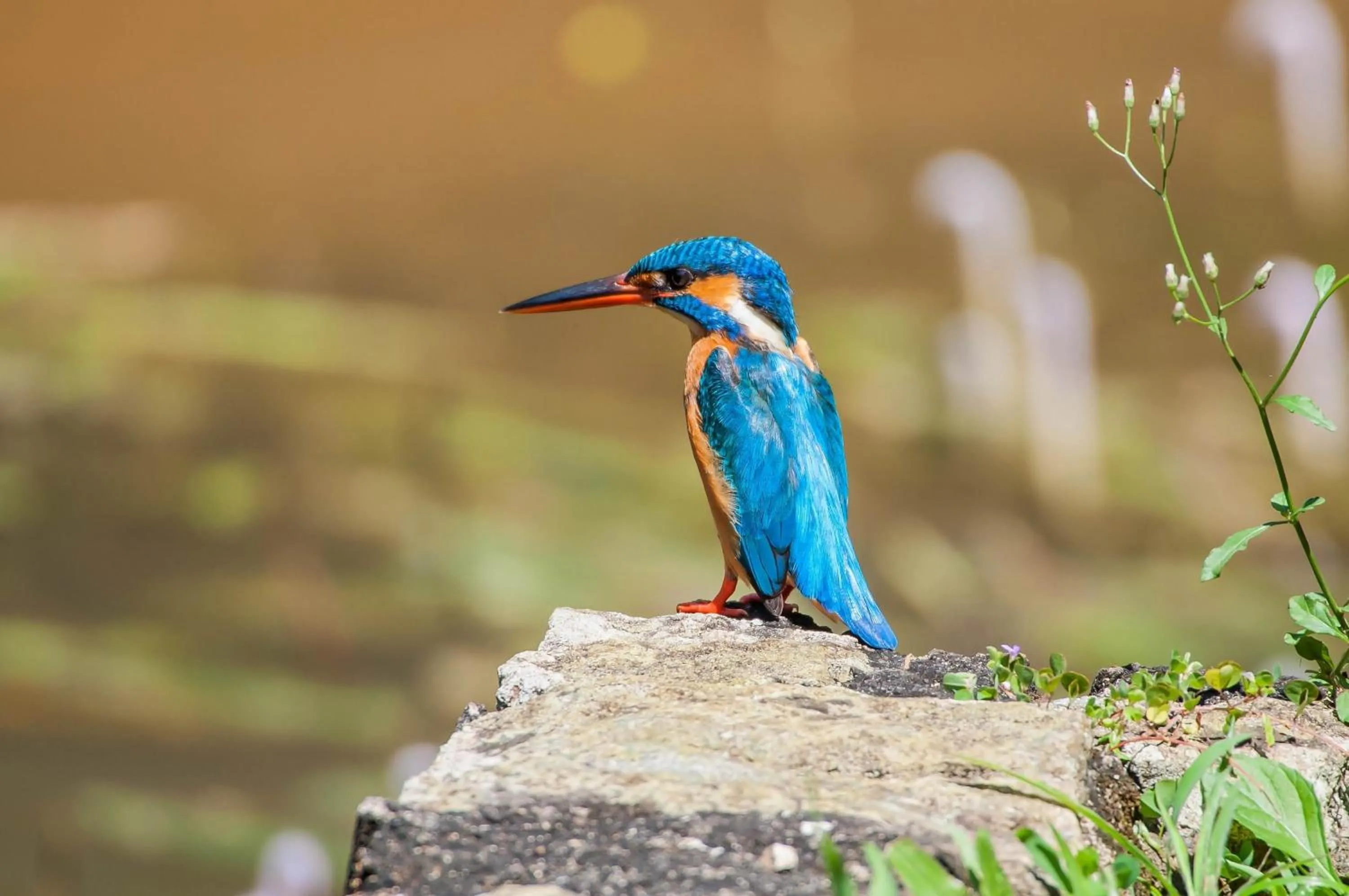 Garden in Dunes Unawatuna Hotel