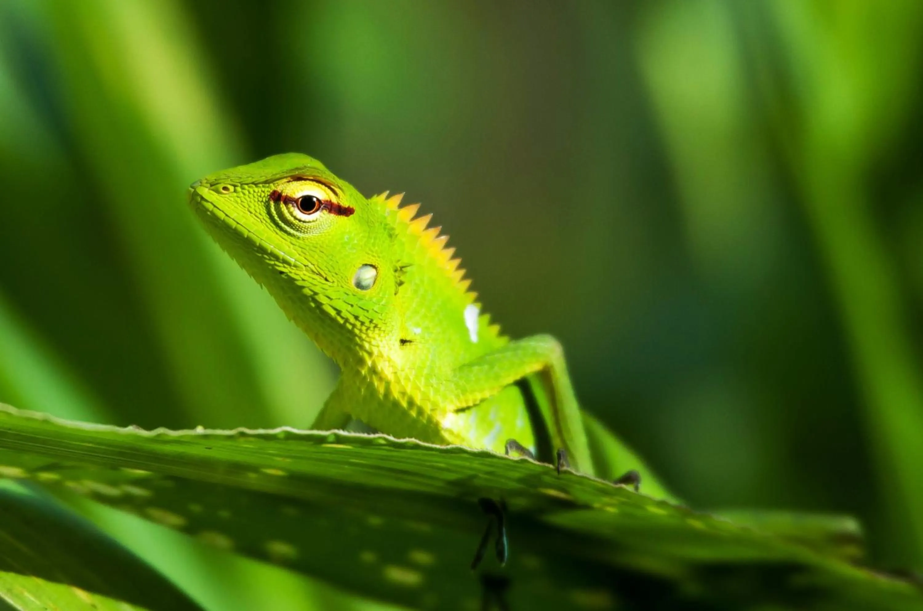 Garden in Dunes Unawatuna Hotel