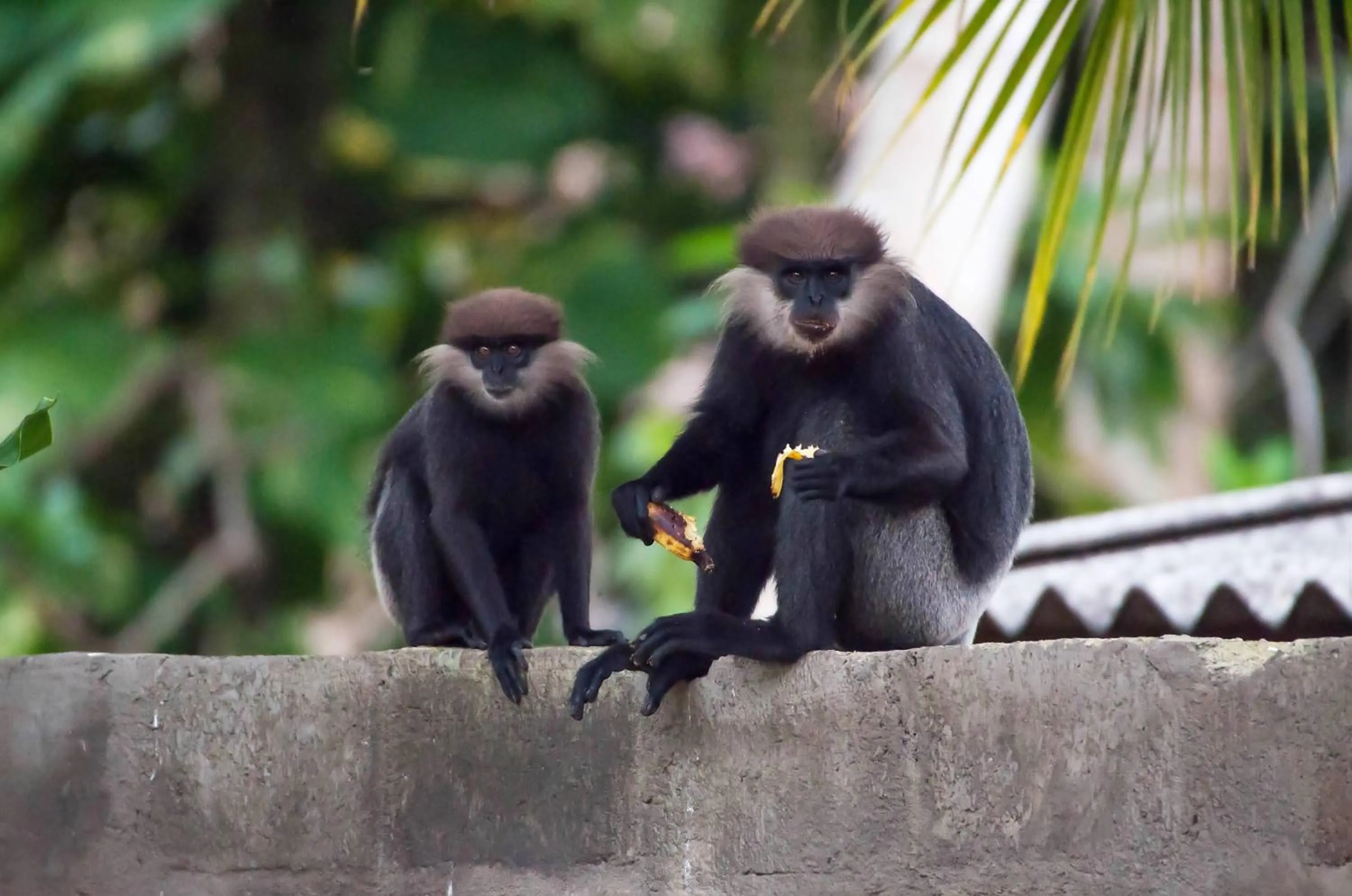 Garden in Dunes Unawatuna Hotel