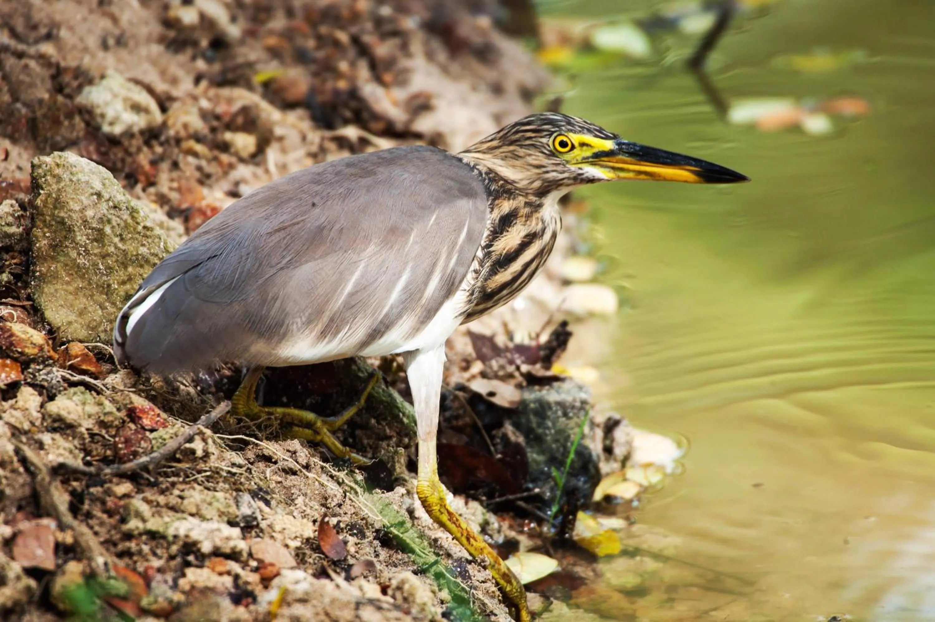 Garden in Dunes Unawatuna Hotel