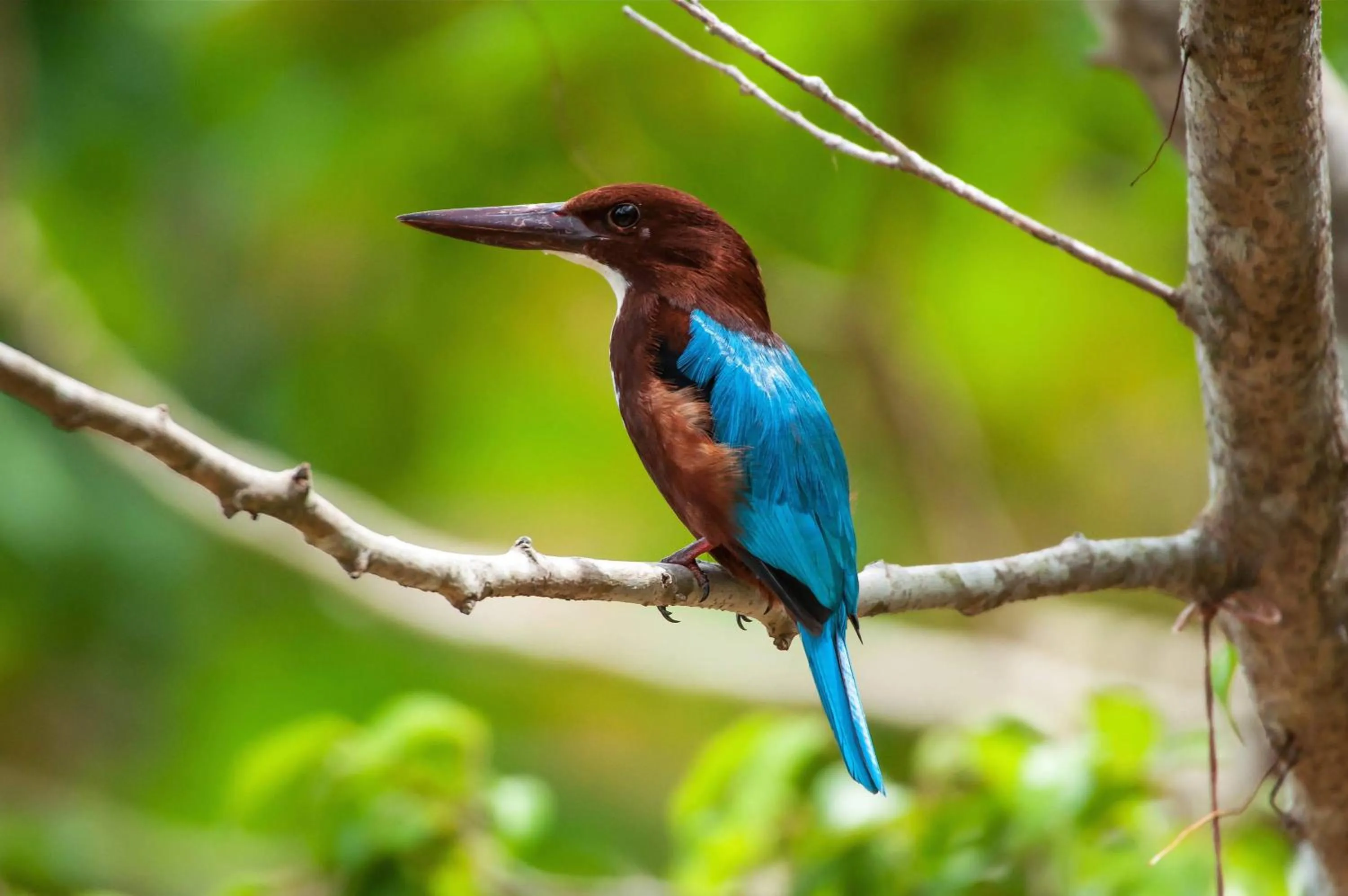 Garden in Dunes Unawatuna Hotel