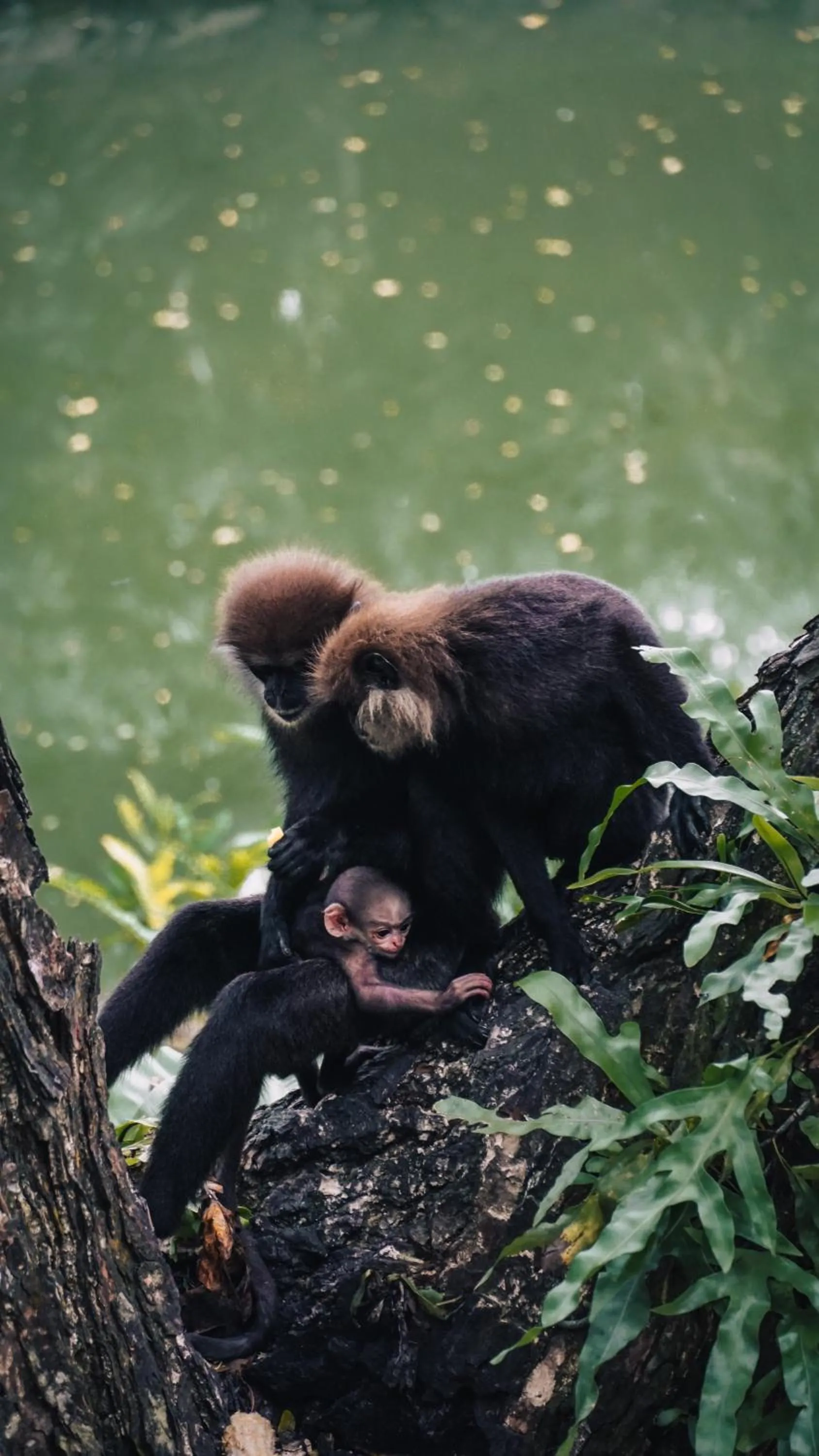 Dunes Unawatuna Hotel