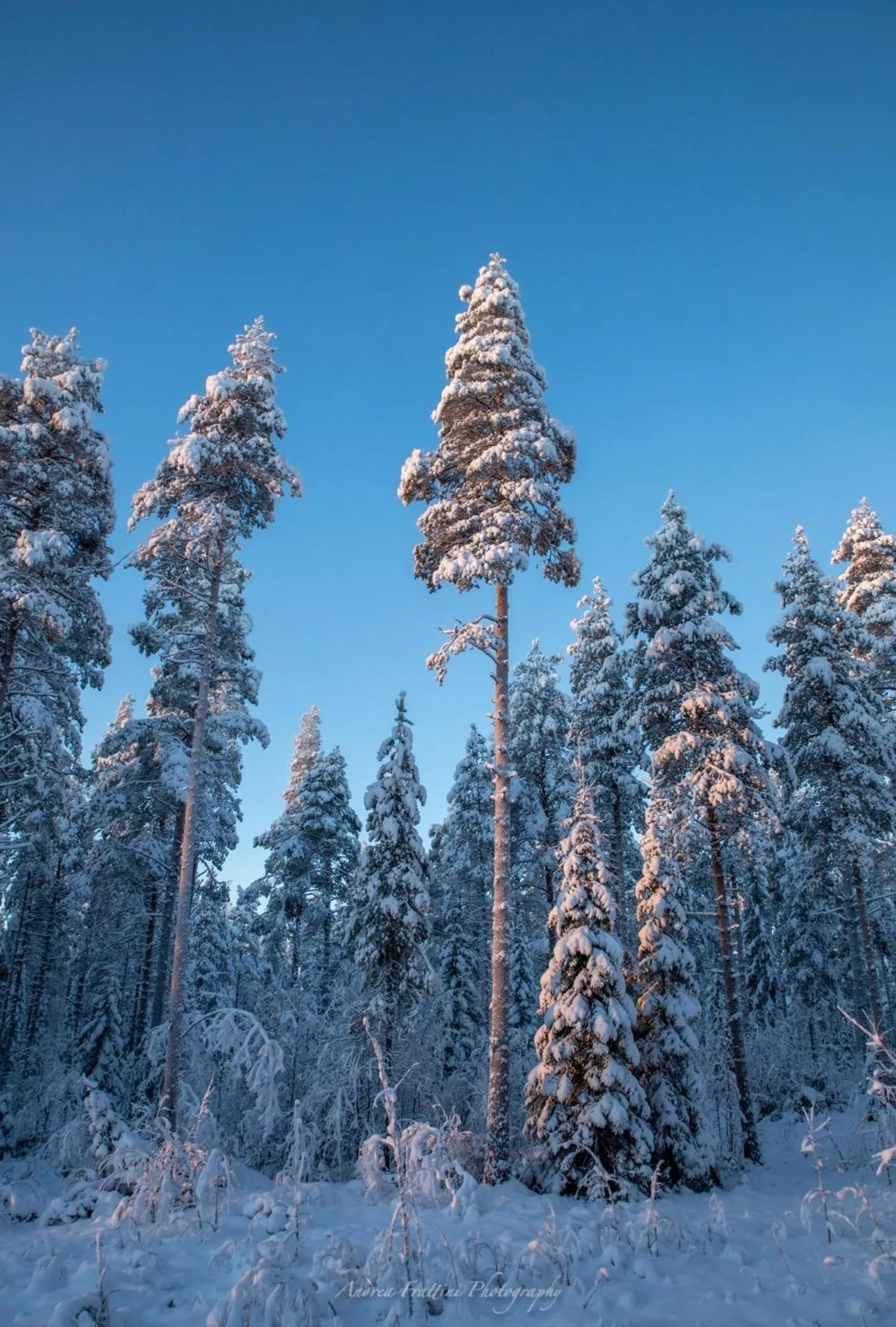 Old Pine Husky Lodge