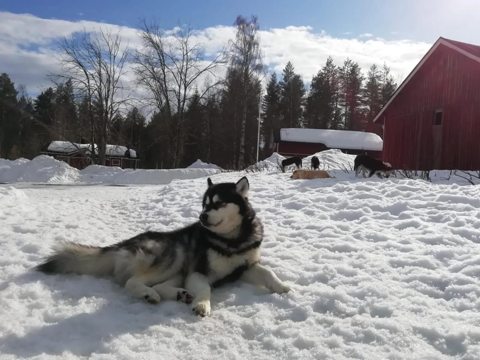 Old Pine Husky Lodge