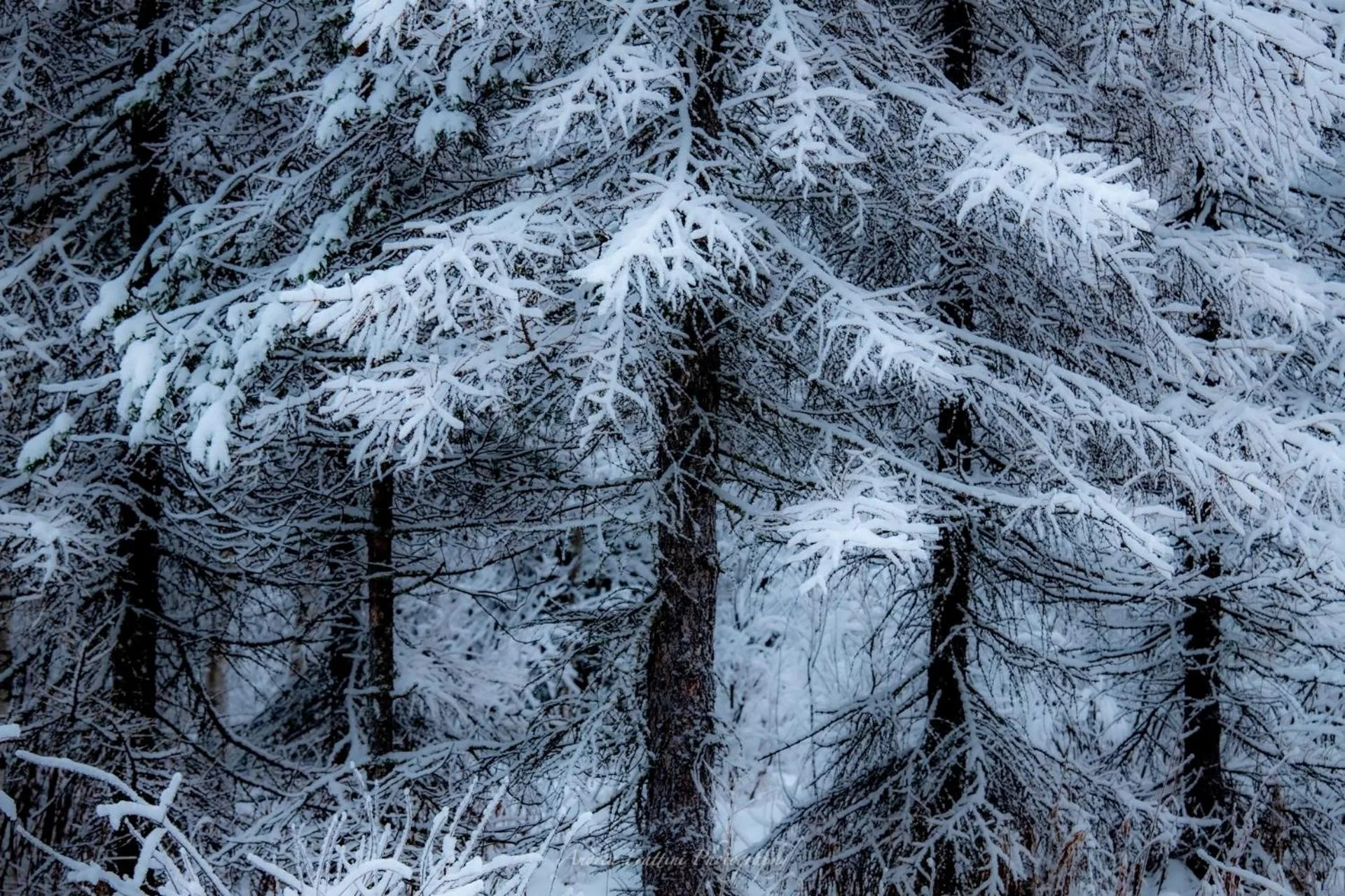 Old Pine Husky Lodge