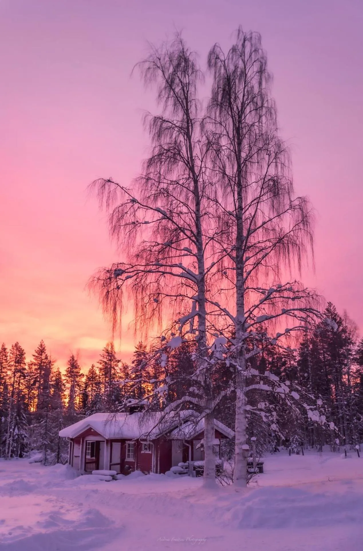 Old Pine Husky Lodge