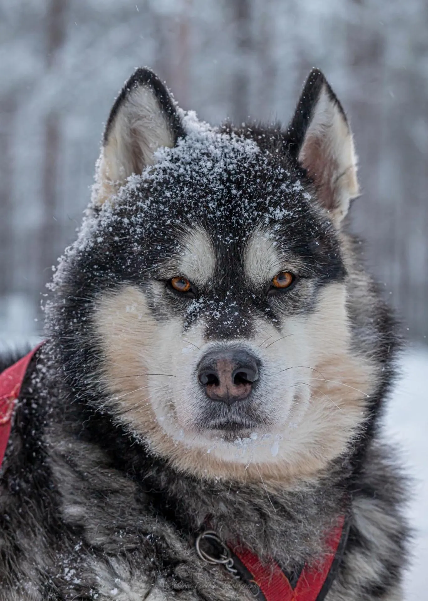 Old Pine Husky Lodge