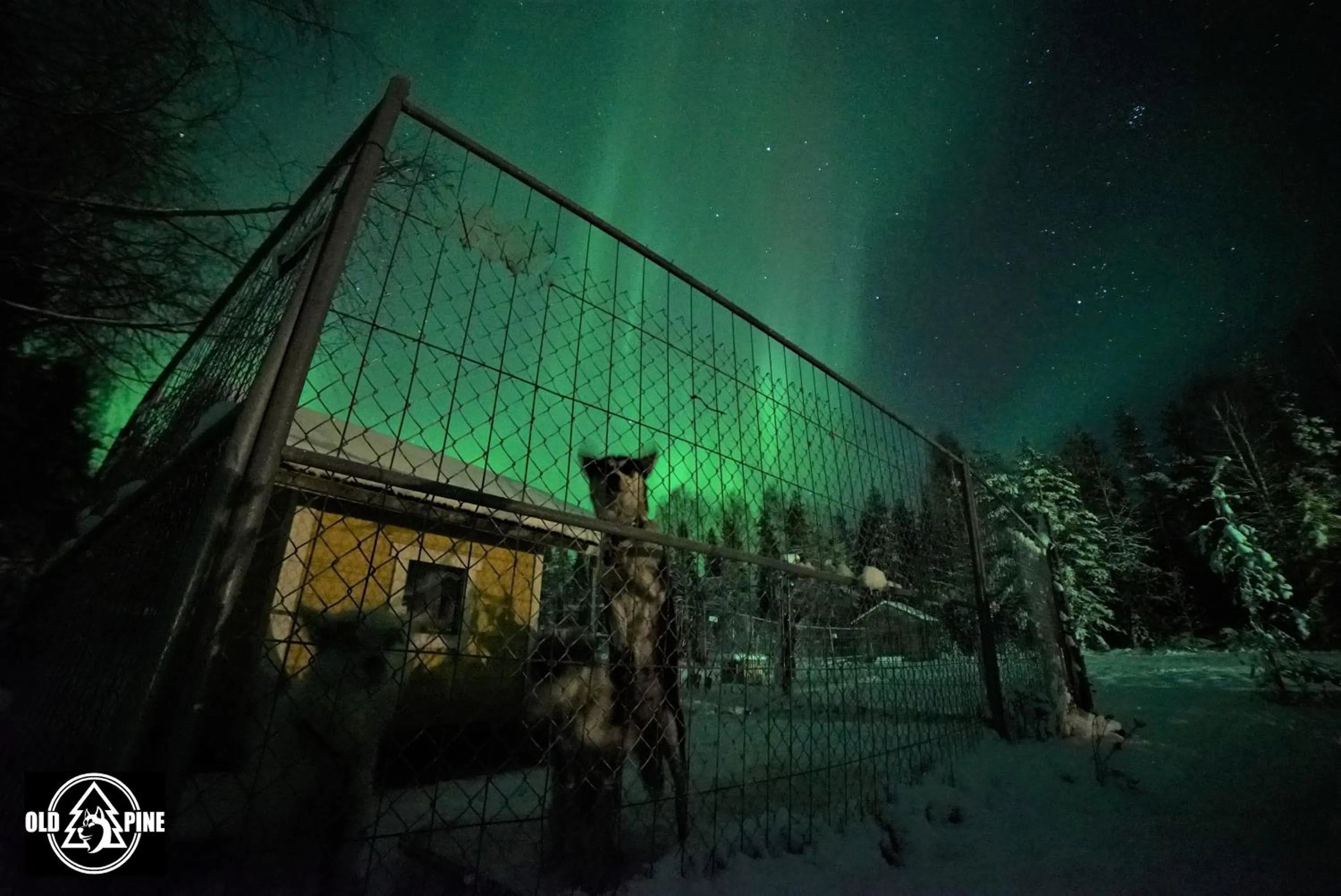 Night in Old Pine Husky Lodge