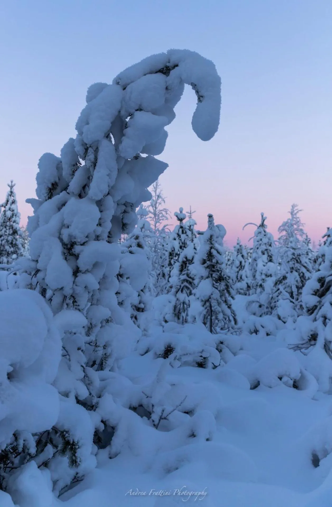 Old Pine Husky Lodge