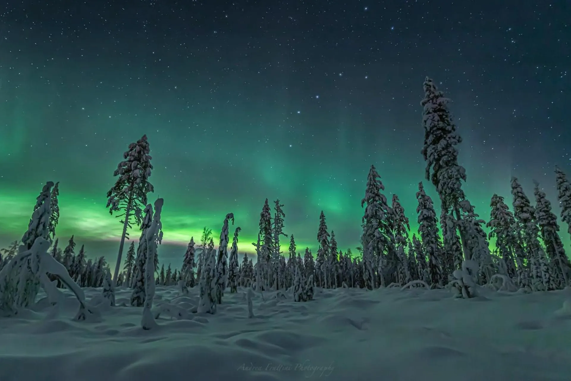 Old Pine Husky Lodge