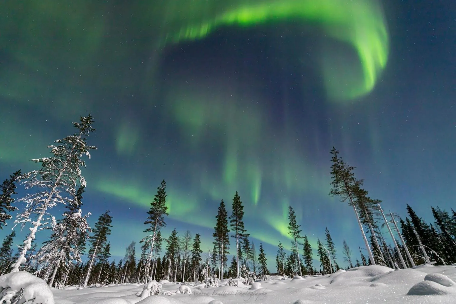 Old Pine Husky Lodge