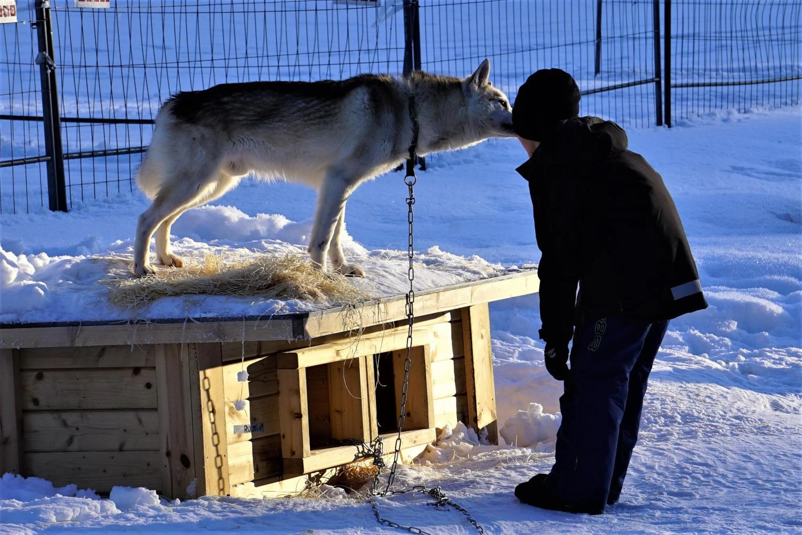 Pets in Old Pine Husky Lodge