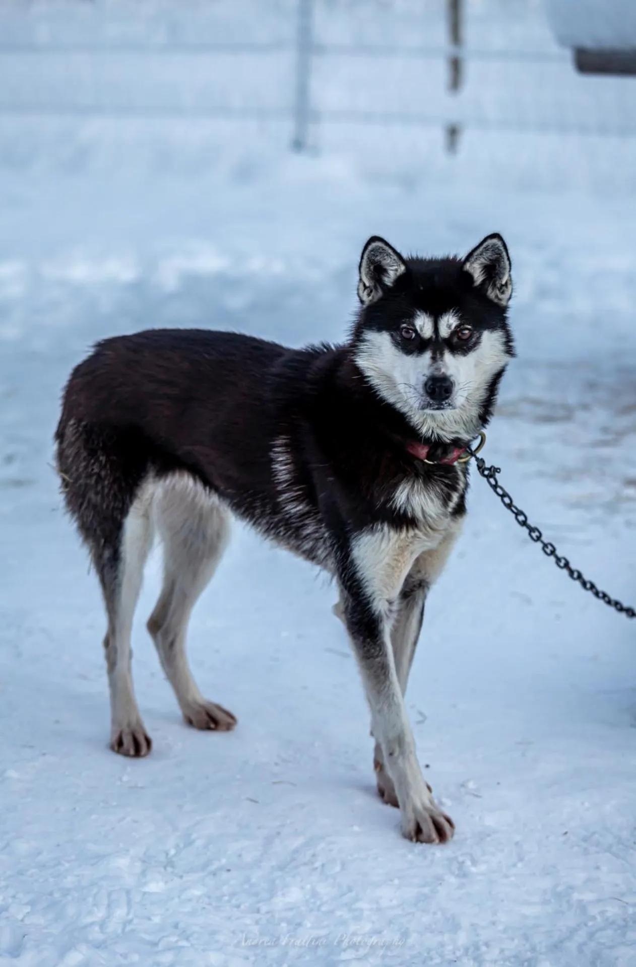 Old Pine Husky Lodge