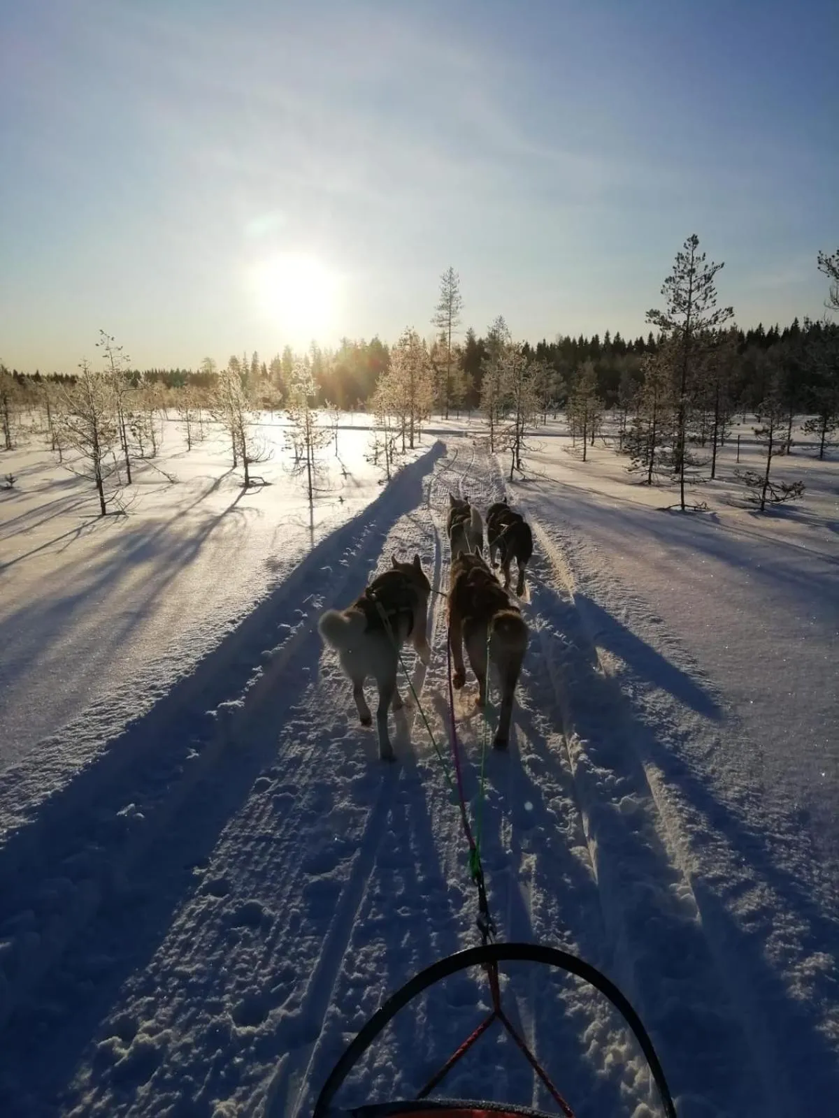 Old Pine Husky Lodge