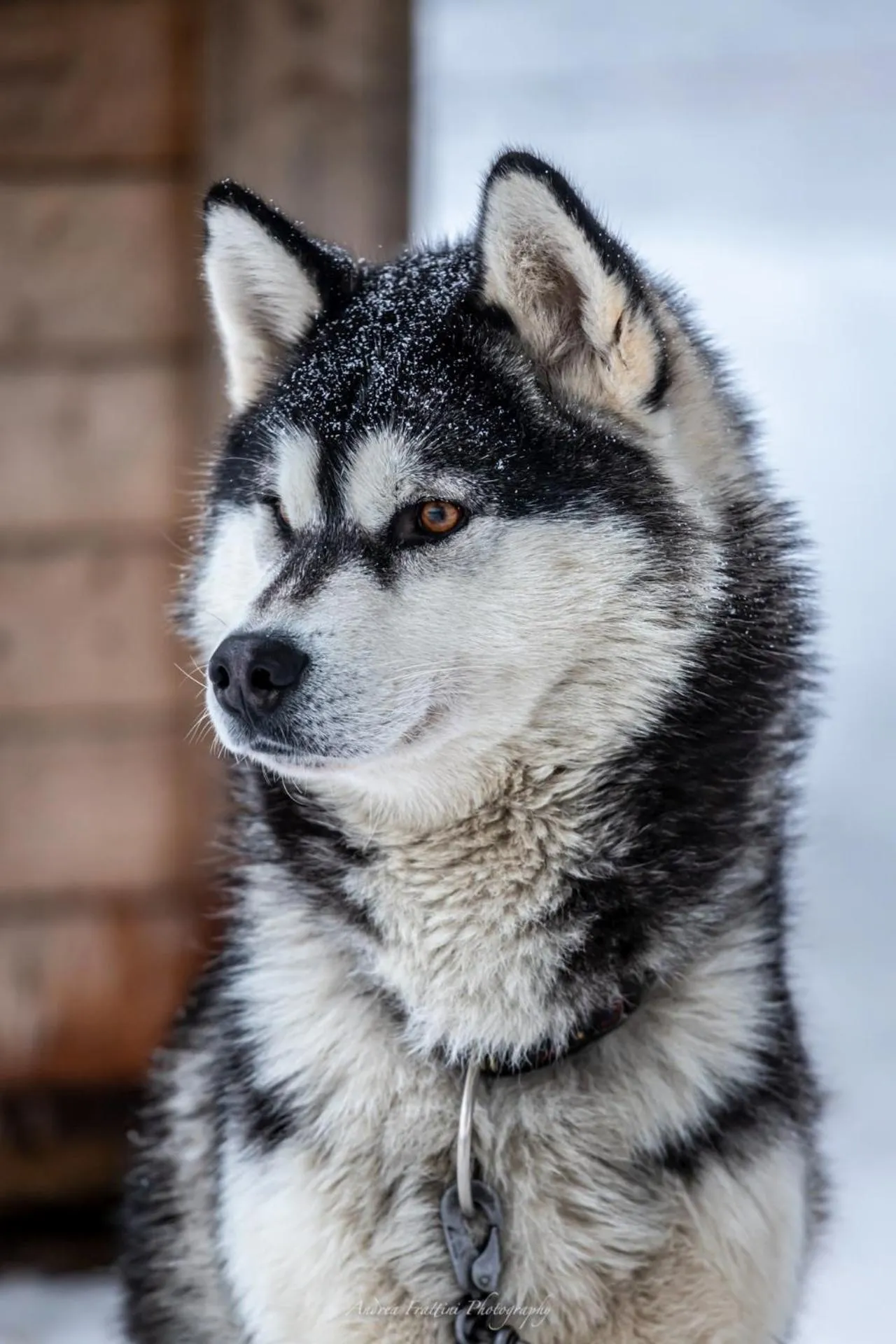 Old Pine Husky Lodge