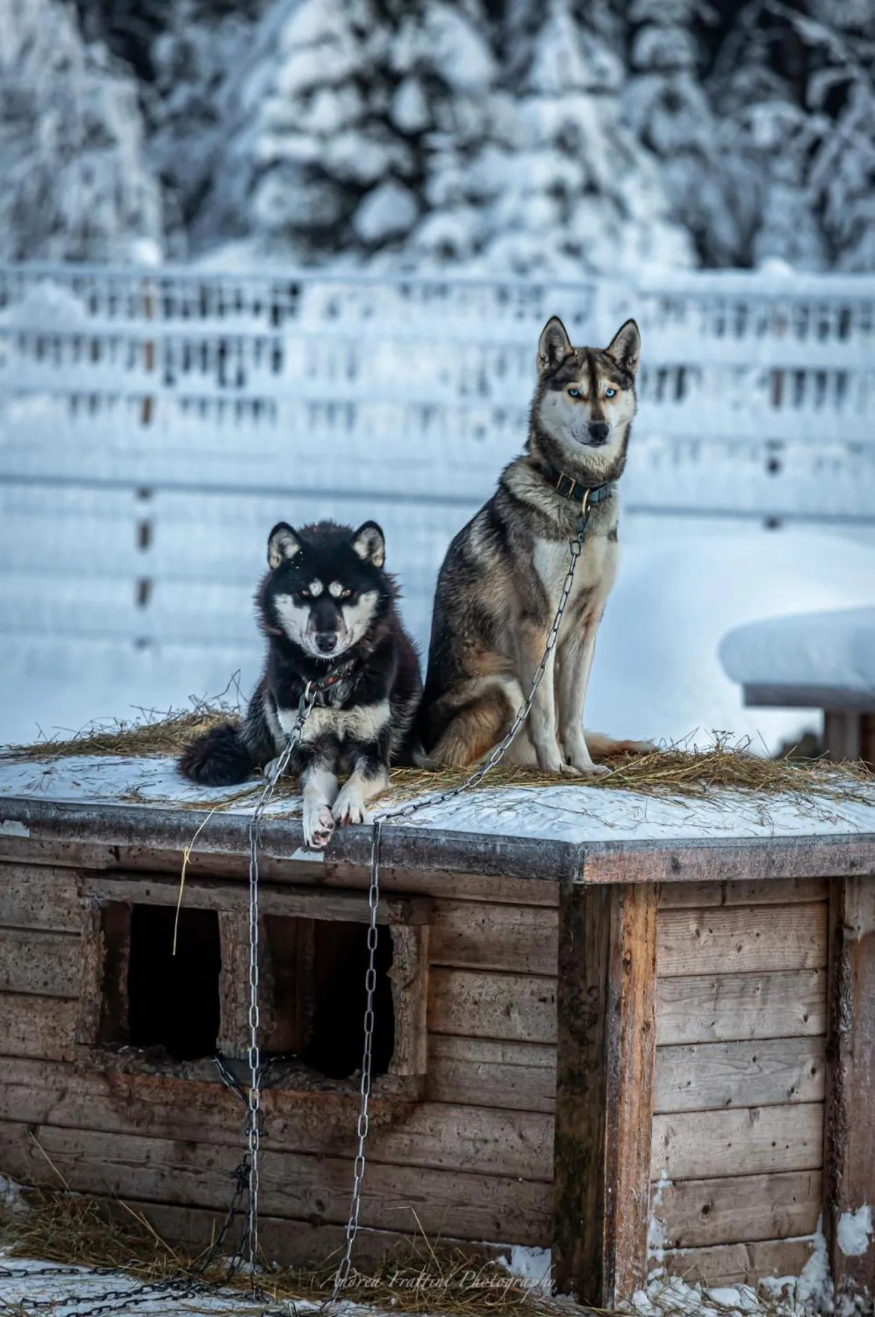 Old Pine Husky Lodge