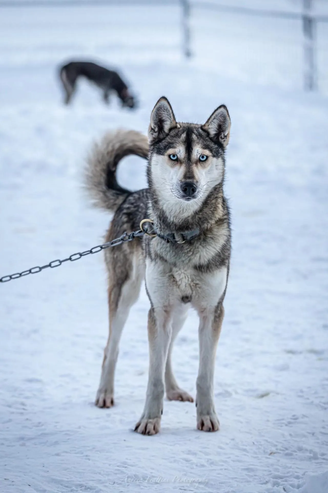 Old Pine Husky Lodge