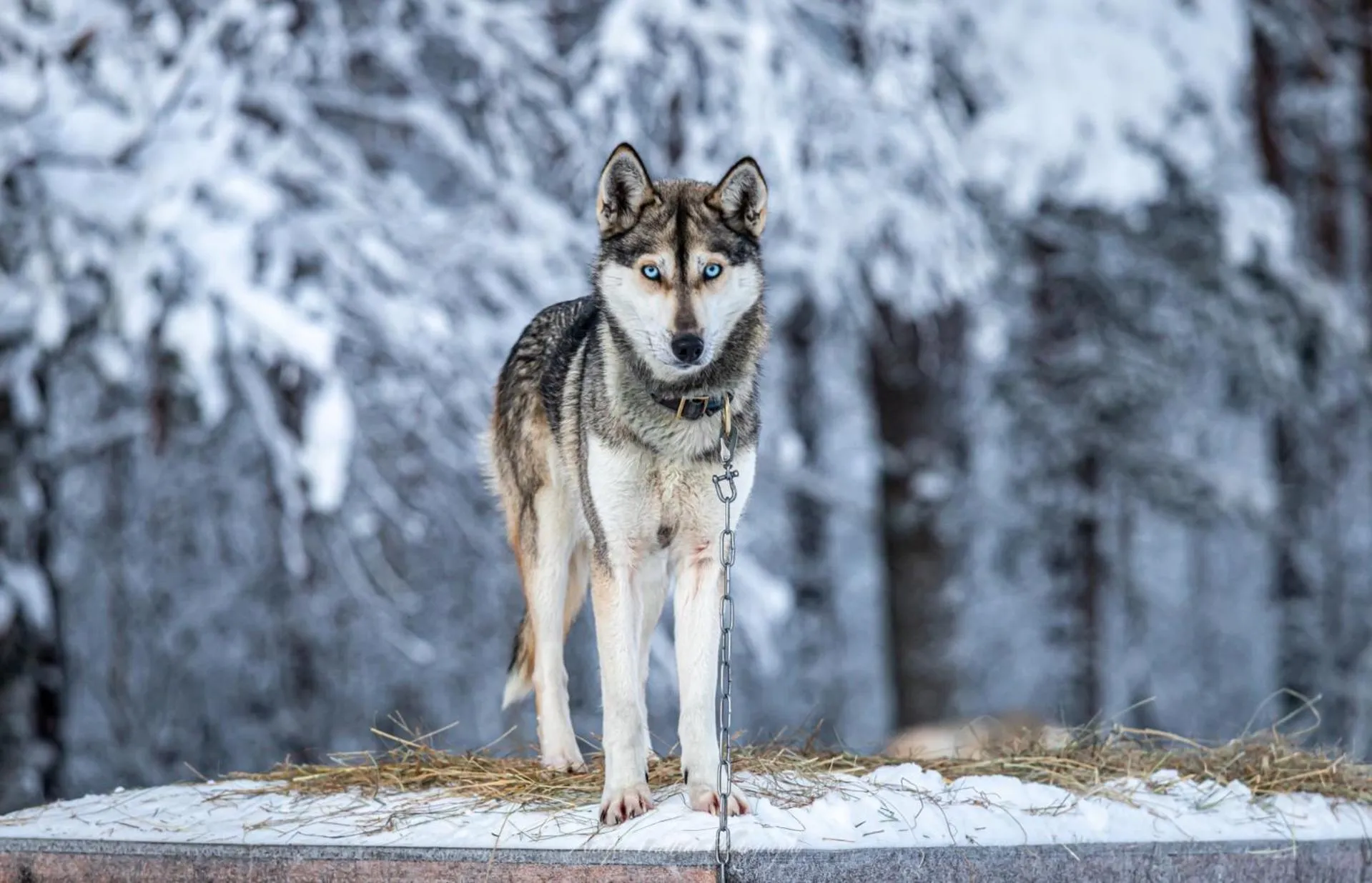 Old Pine Husky Lodge