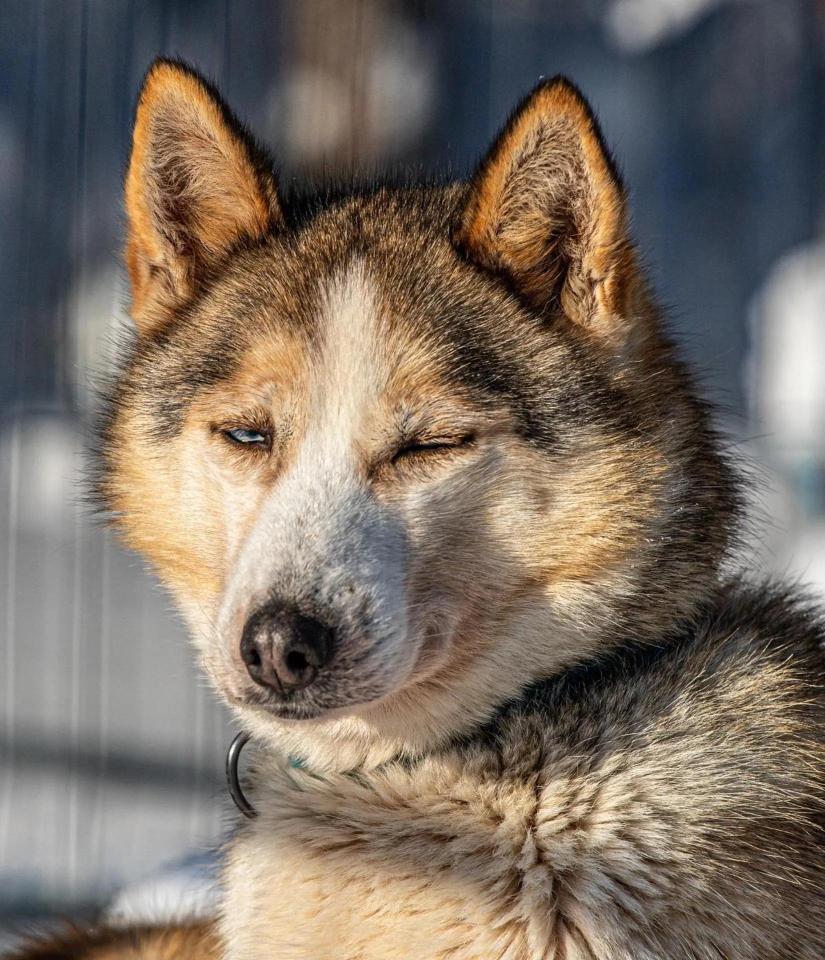 Old Pine Husky Lodge