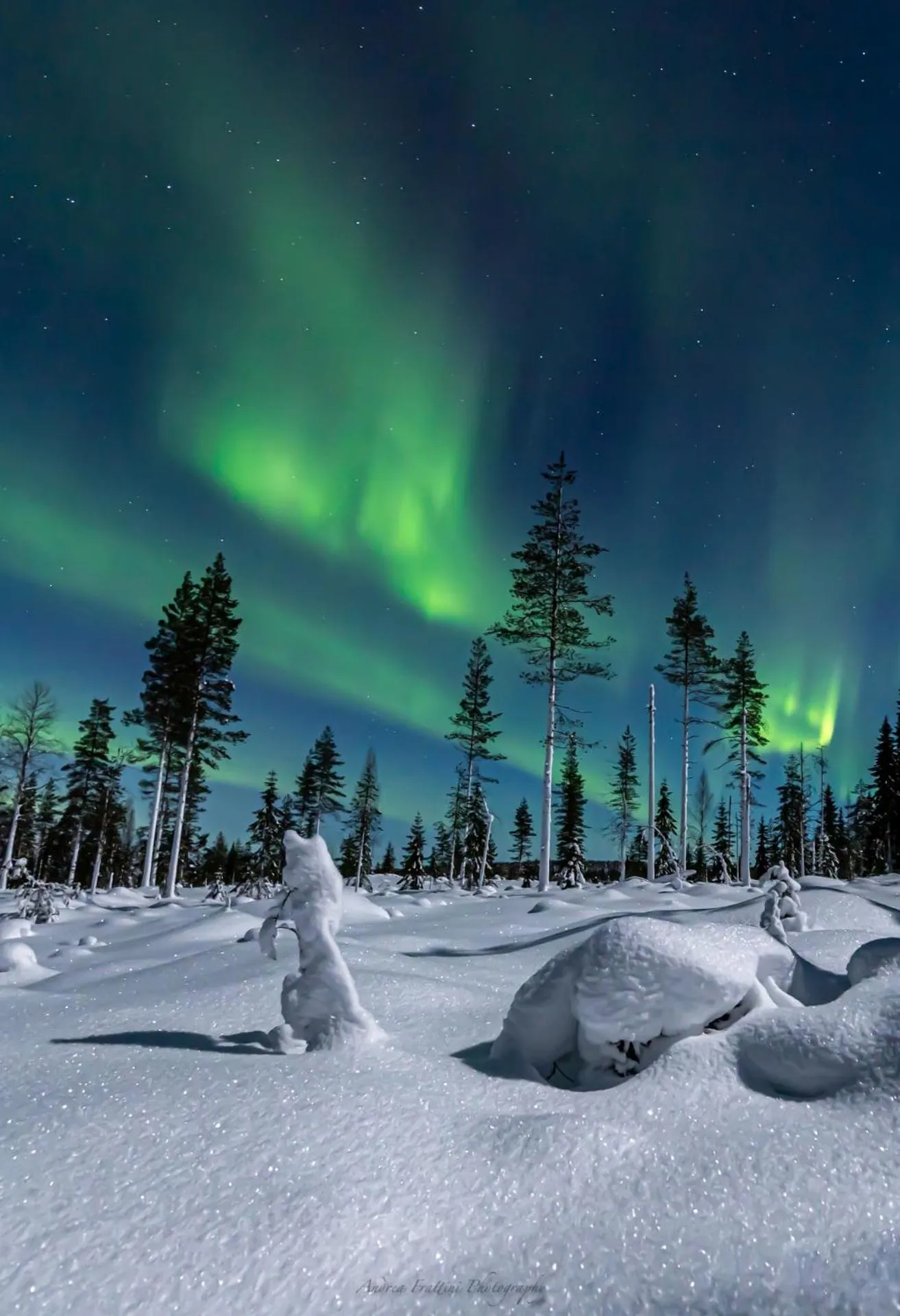 Old Pine Husky Lodge