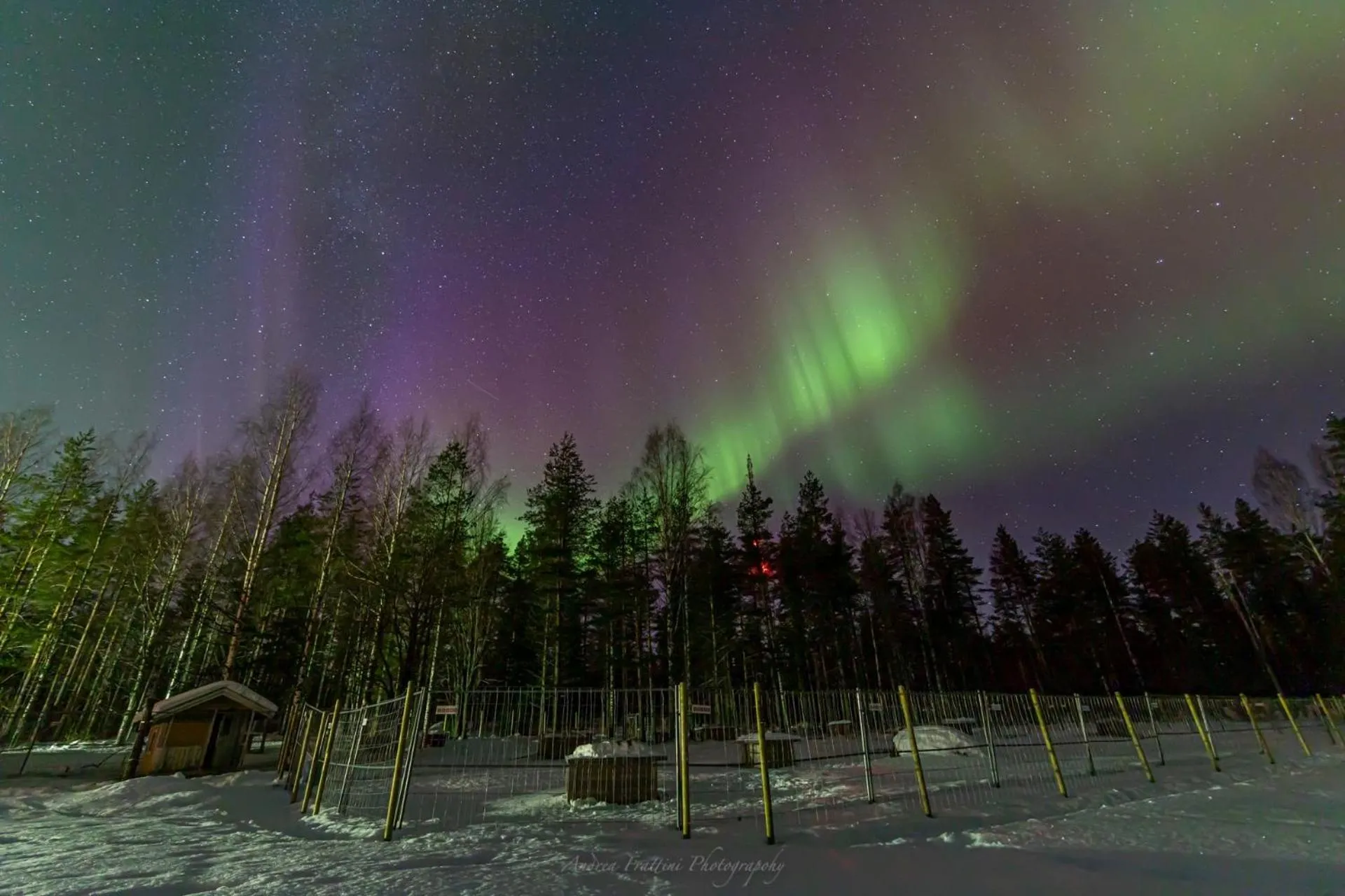 Old Pine Husky Lodge