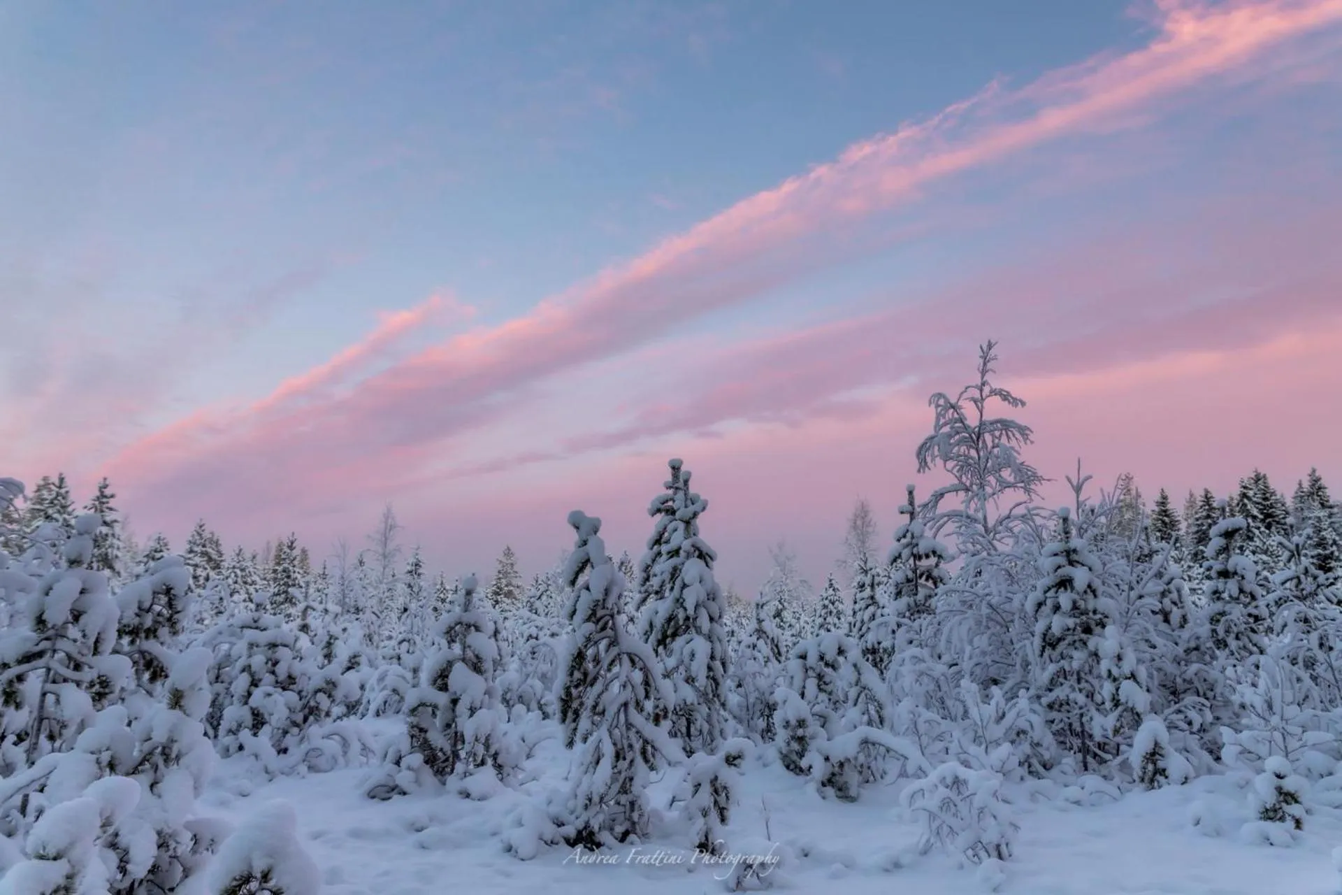 Old Pine Husky Lodge