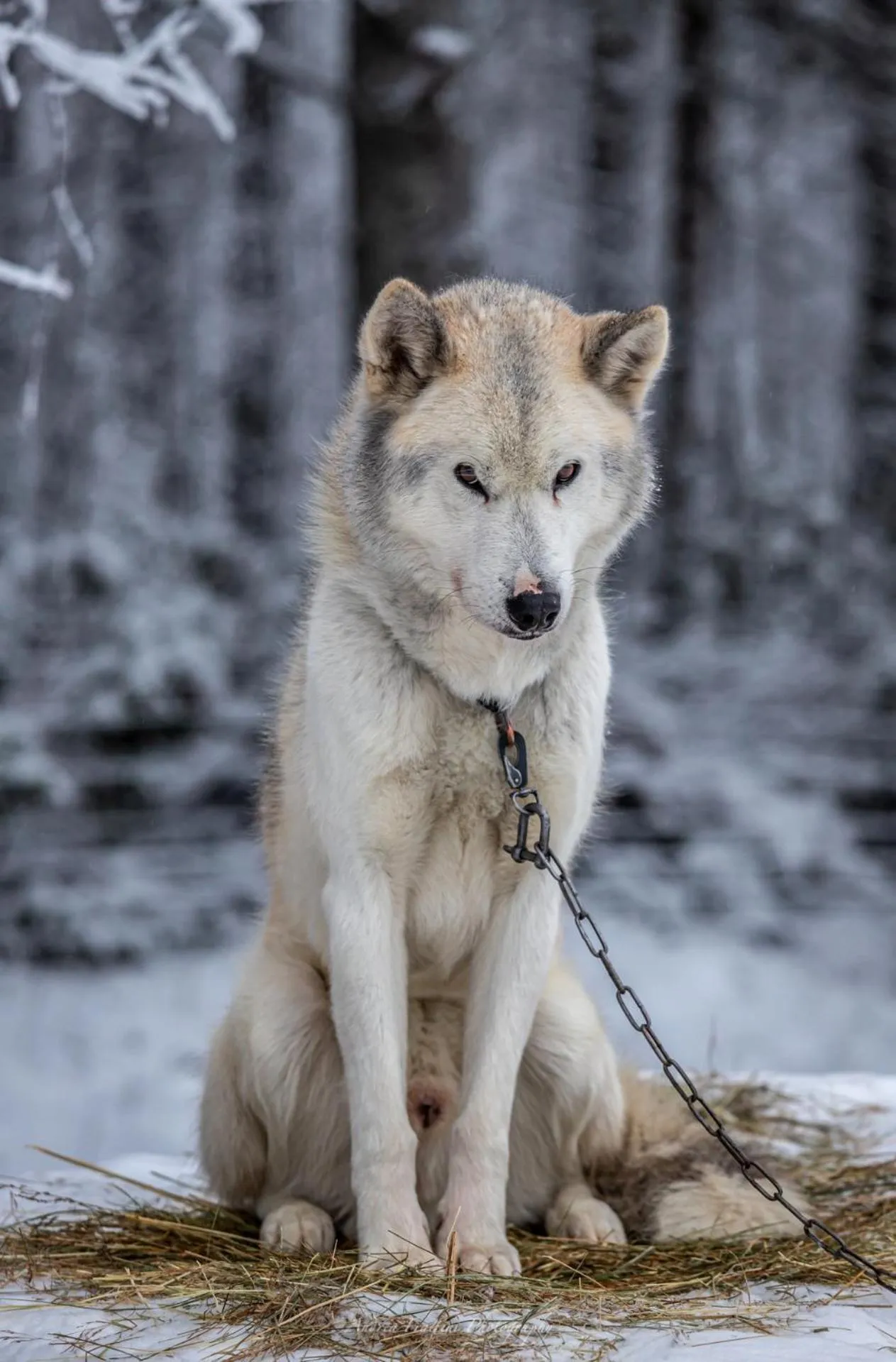 Old Pine Husky Lodge