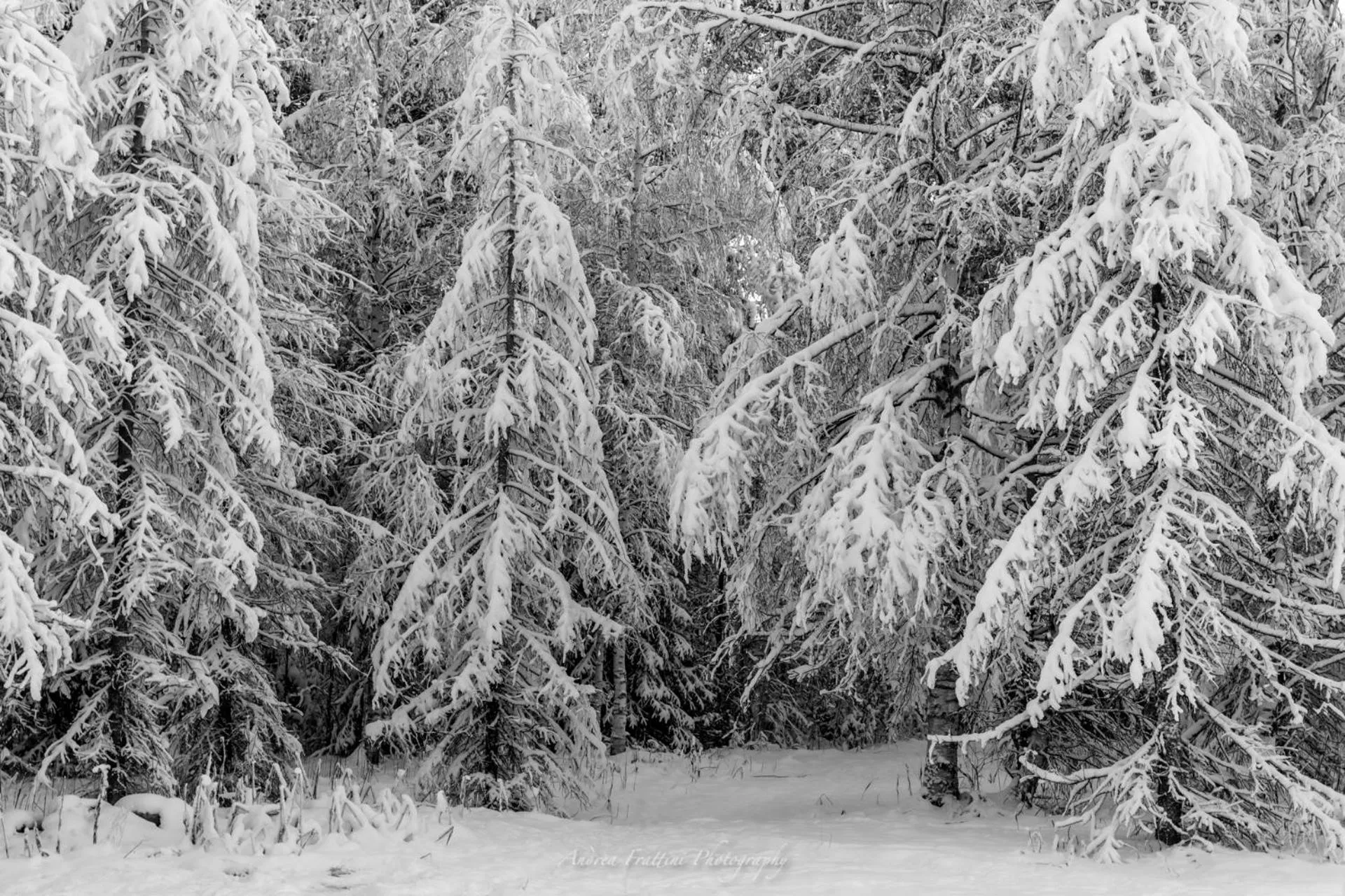 Old Pine Husky Lodge