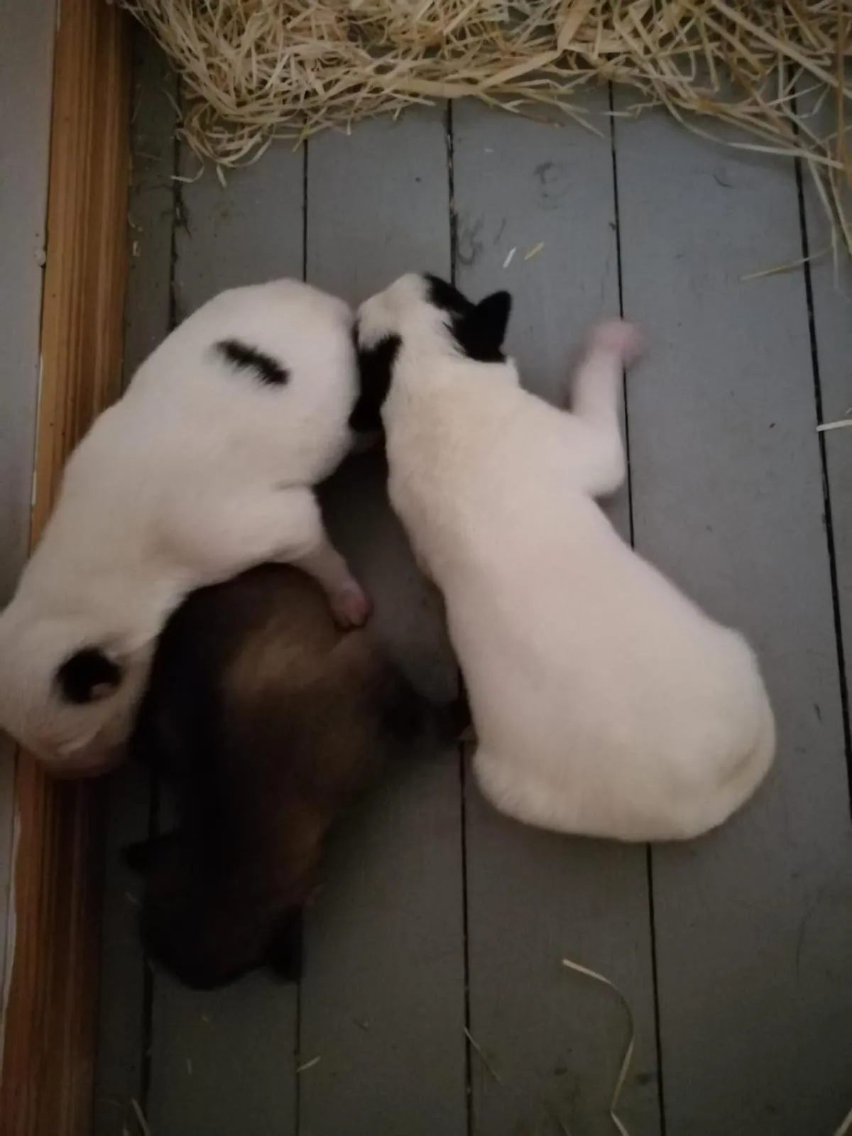 Old Pine Husky Lodge