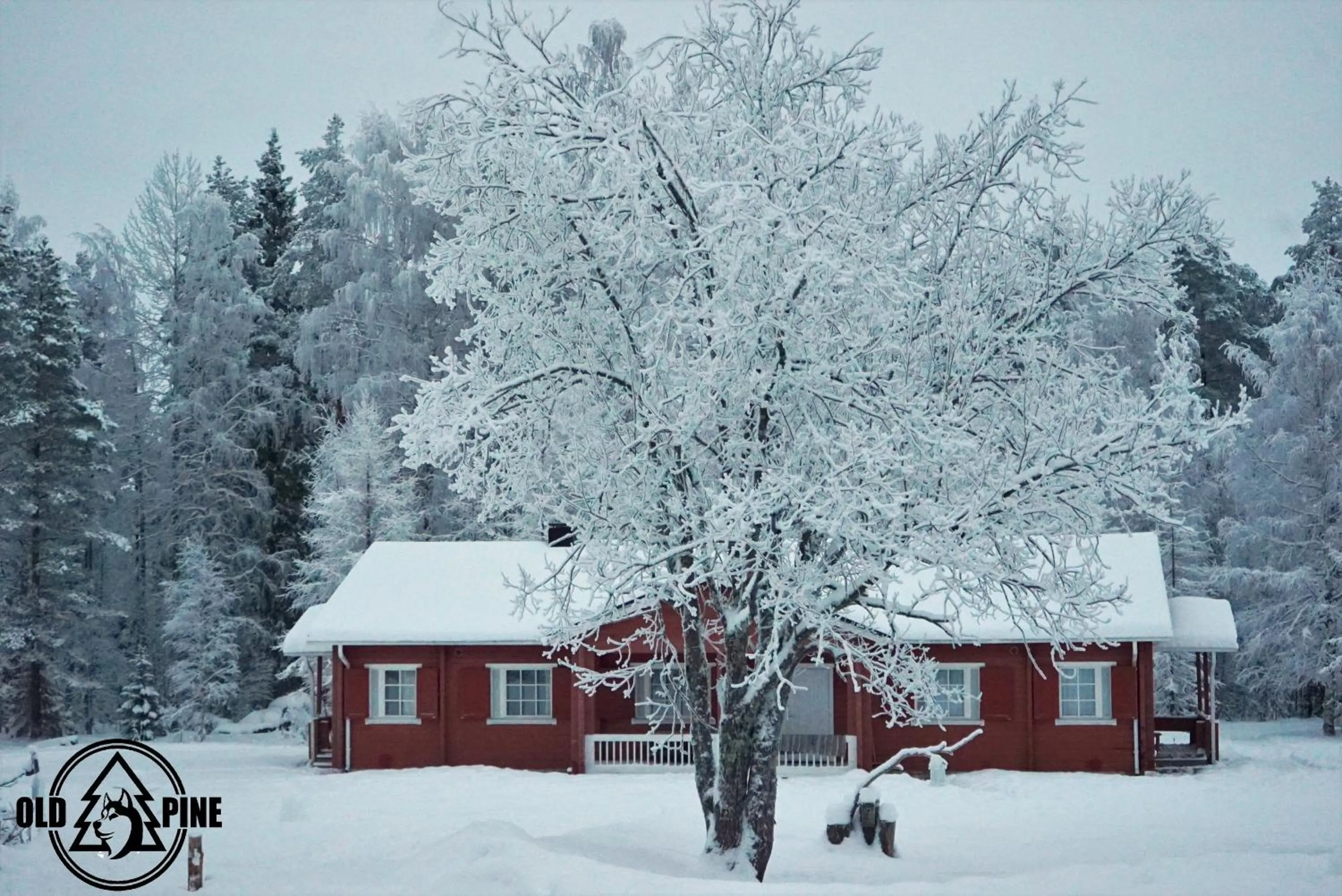 Old Pine Husky Lodge