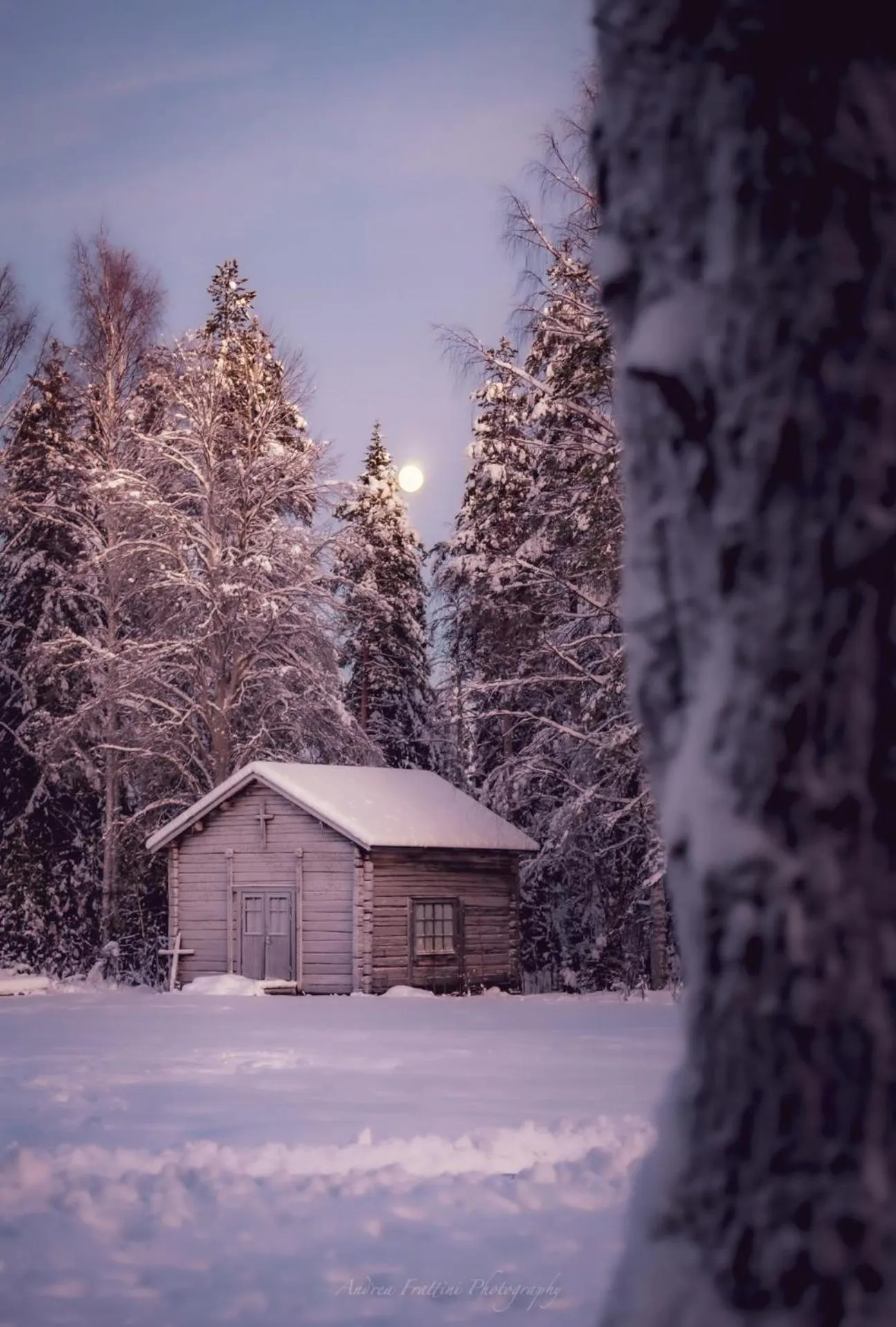 Old Pine Husky Lodge