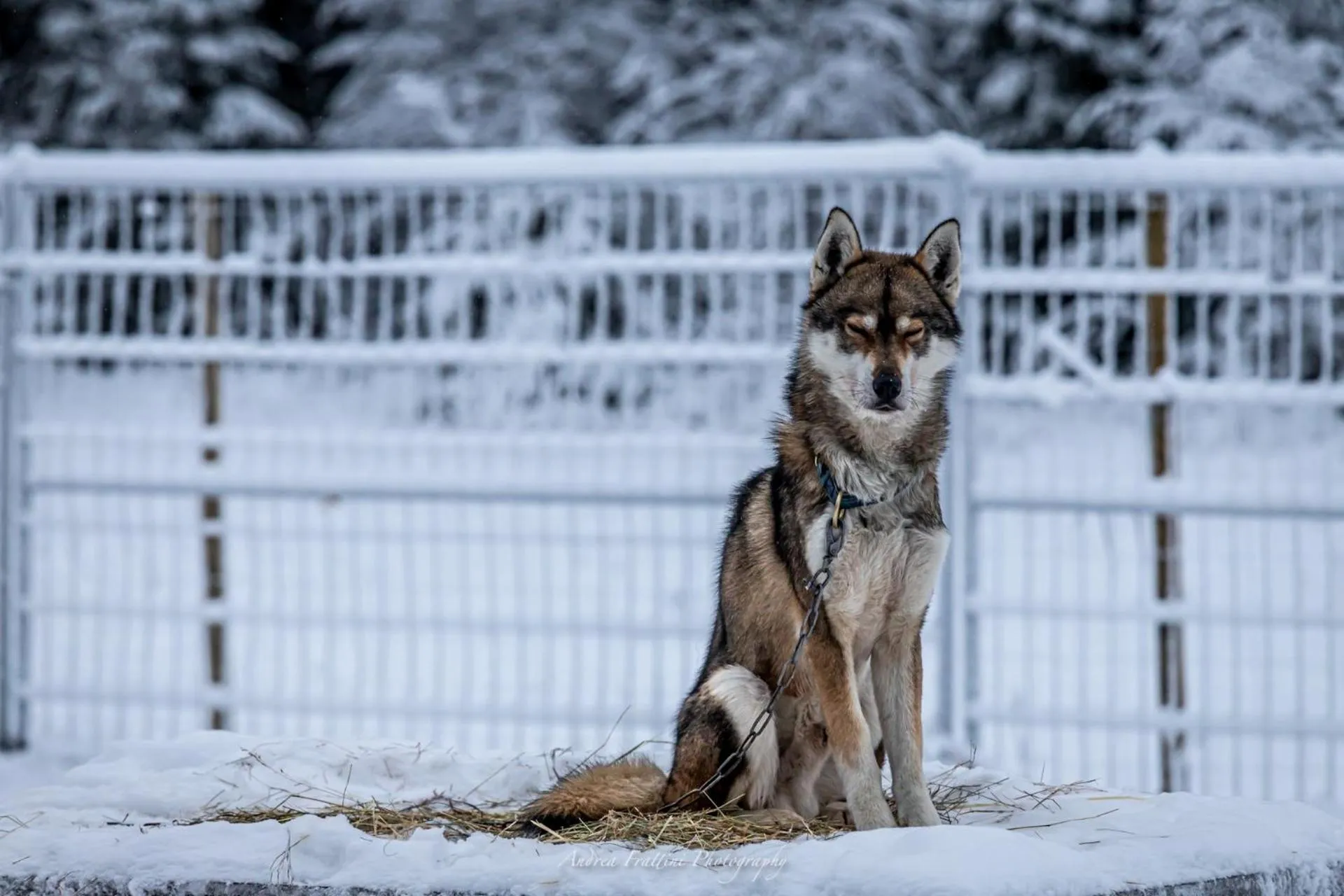 Old Pine Husky Lodge