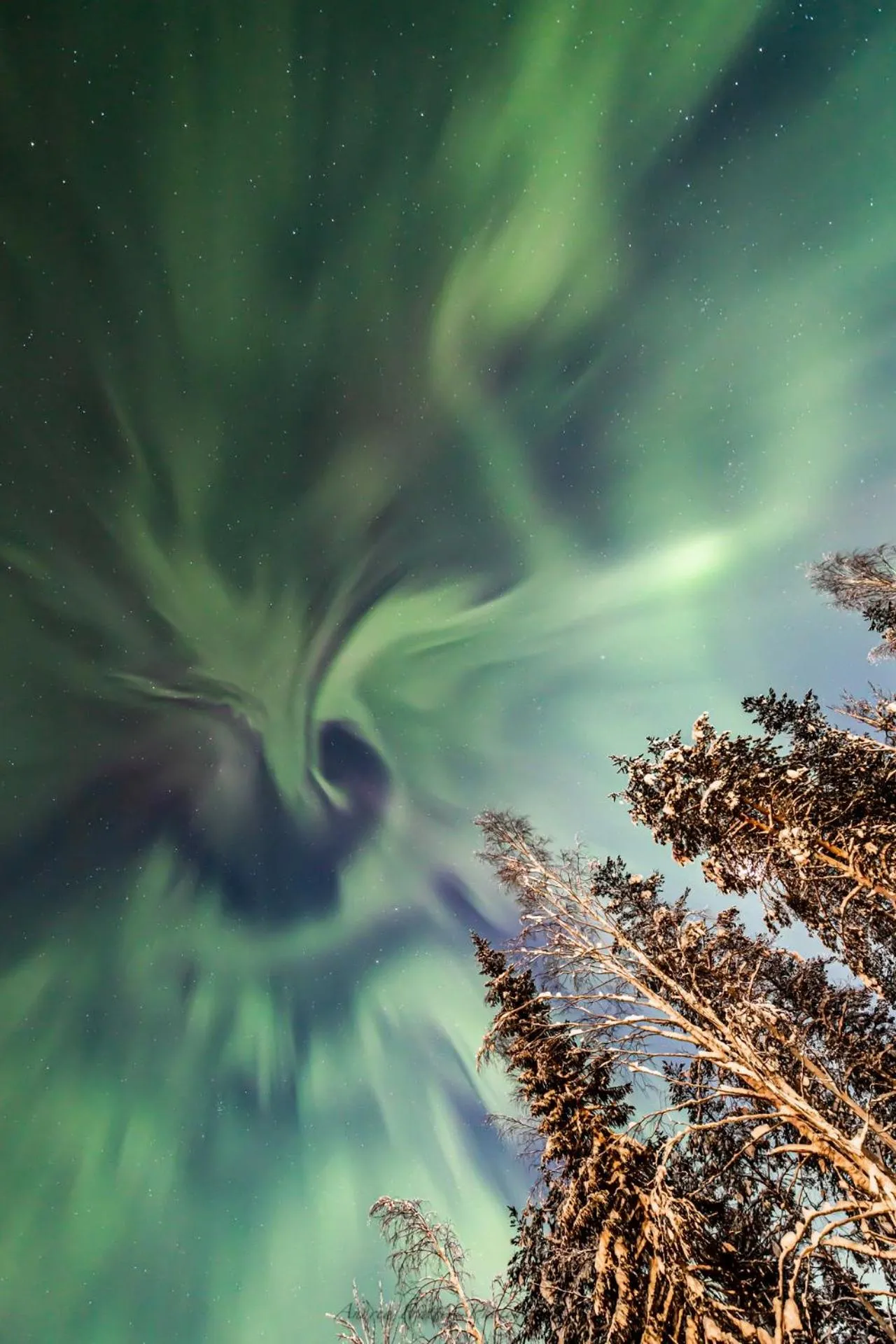 Old Pine Husky Lodge