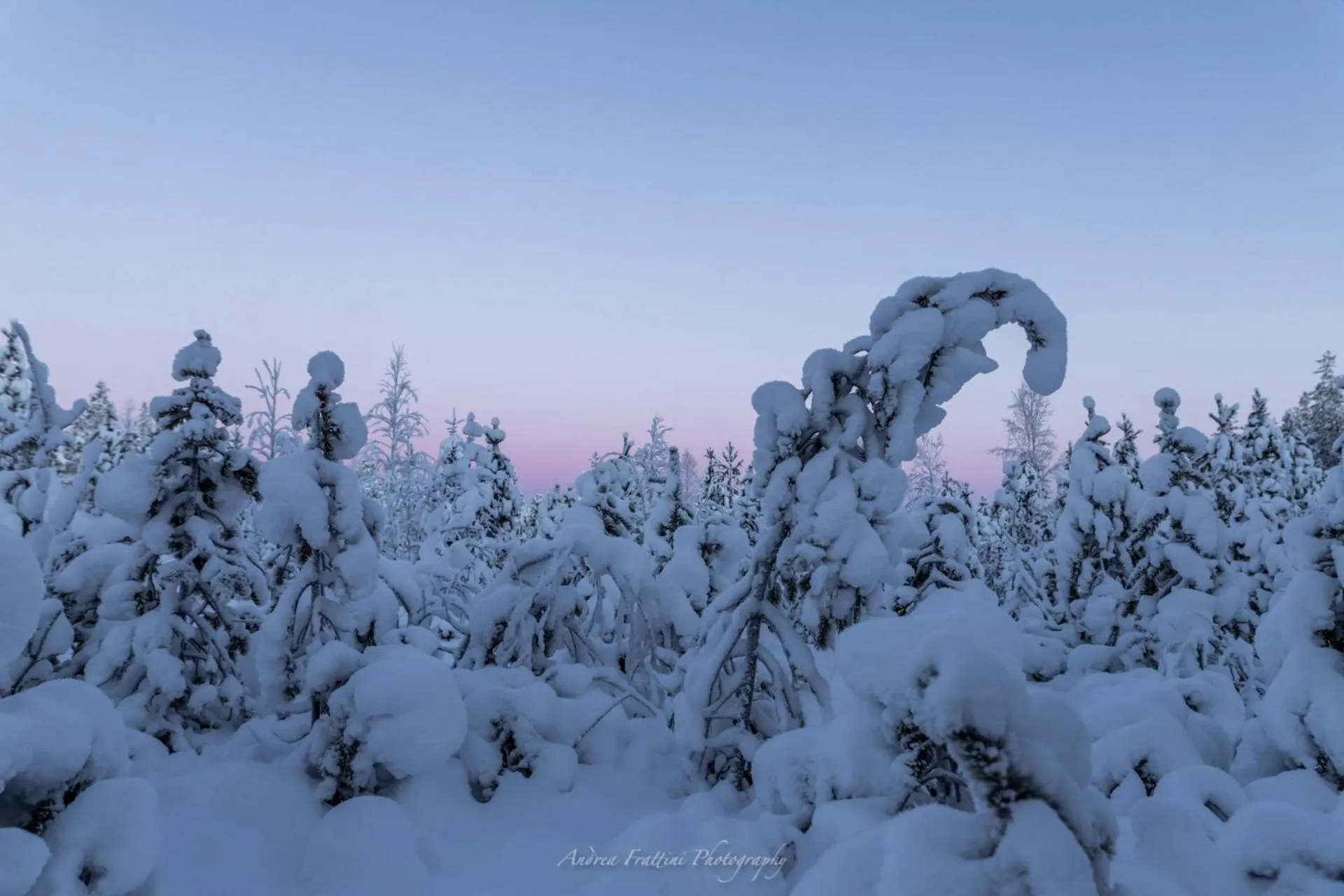 Old Pine Husky Lodge