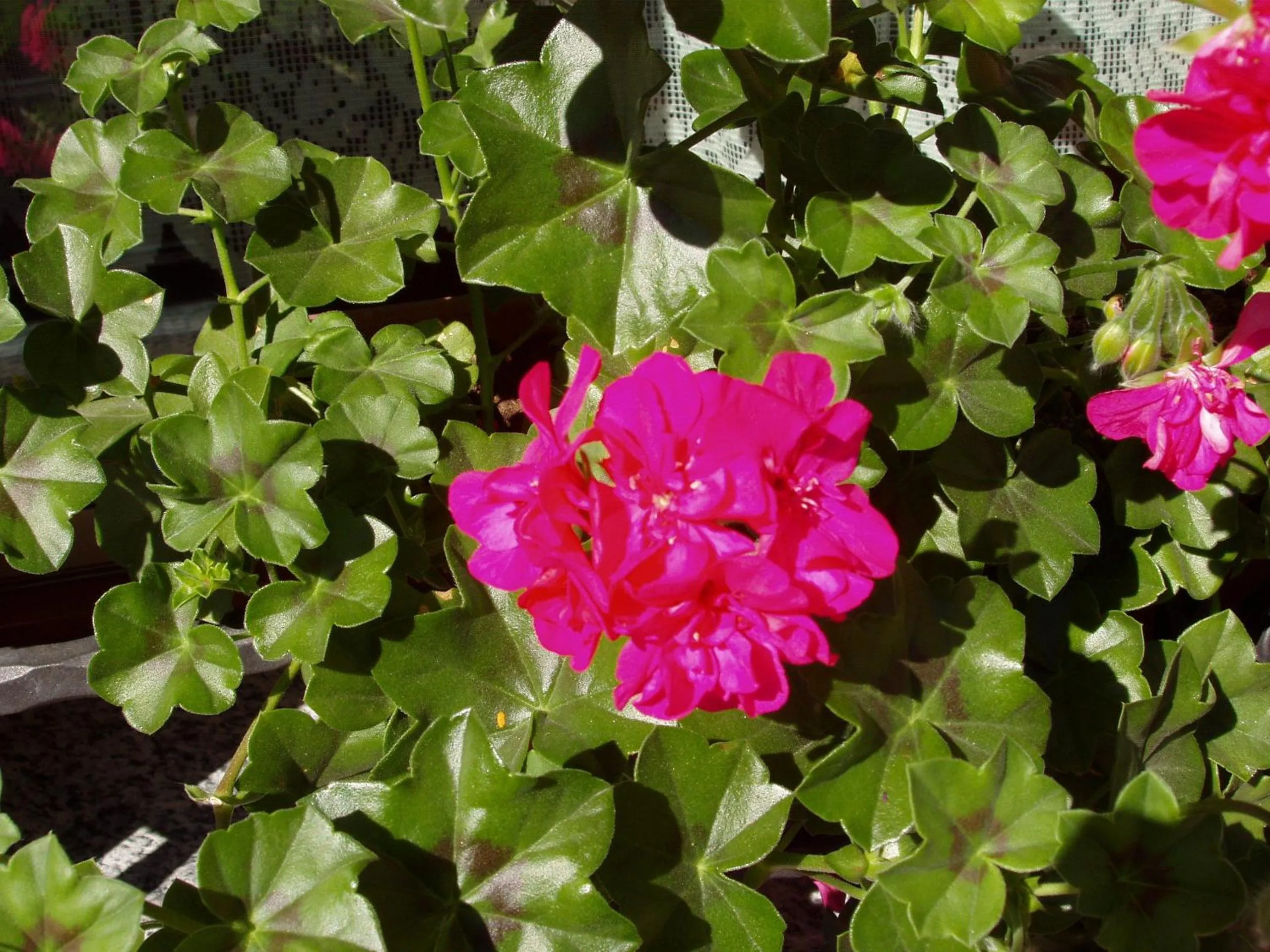 Spring in Residence Iris BeB