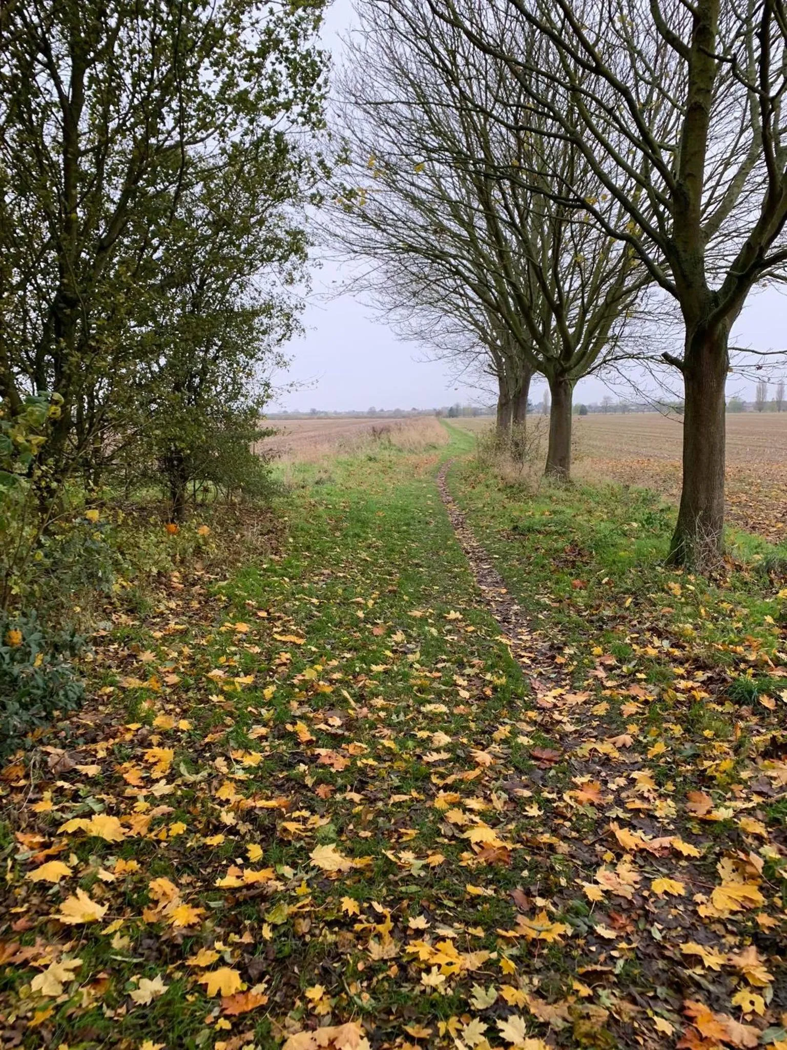 Natural landscape in Ye Olde White Harte Hotel