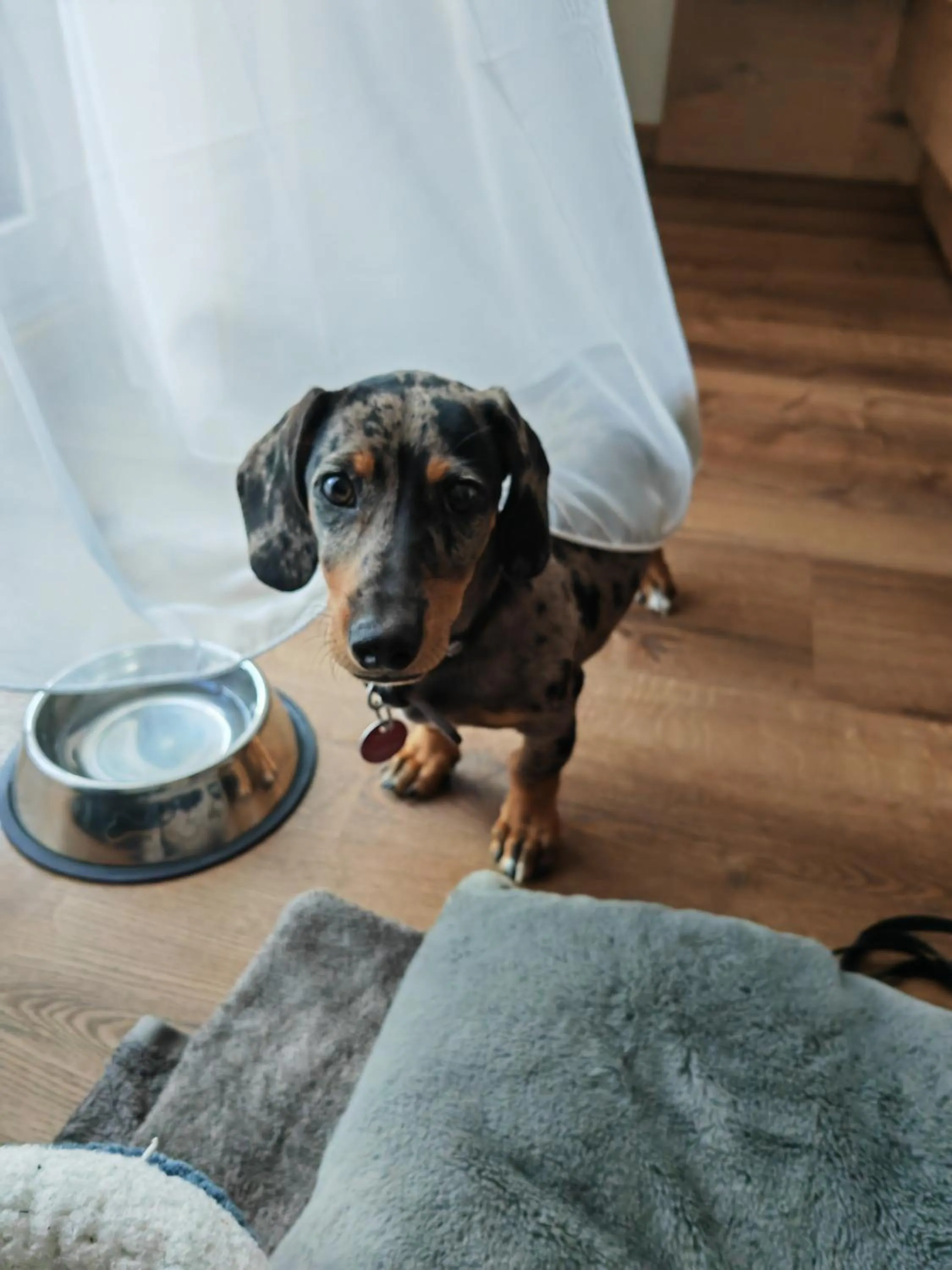 Pets in Hotel Suggenbad