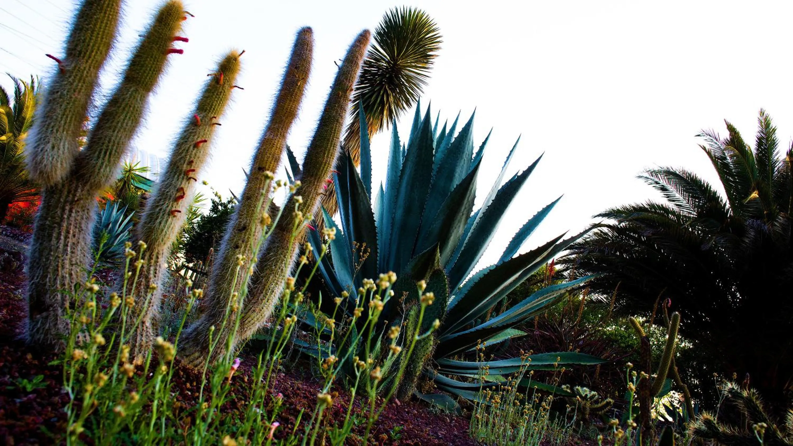 Garden in Hotel Boutique Rancho San Juan Teotihuacan